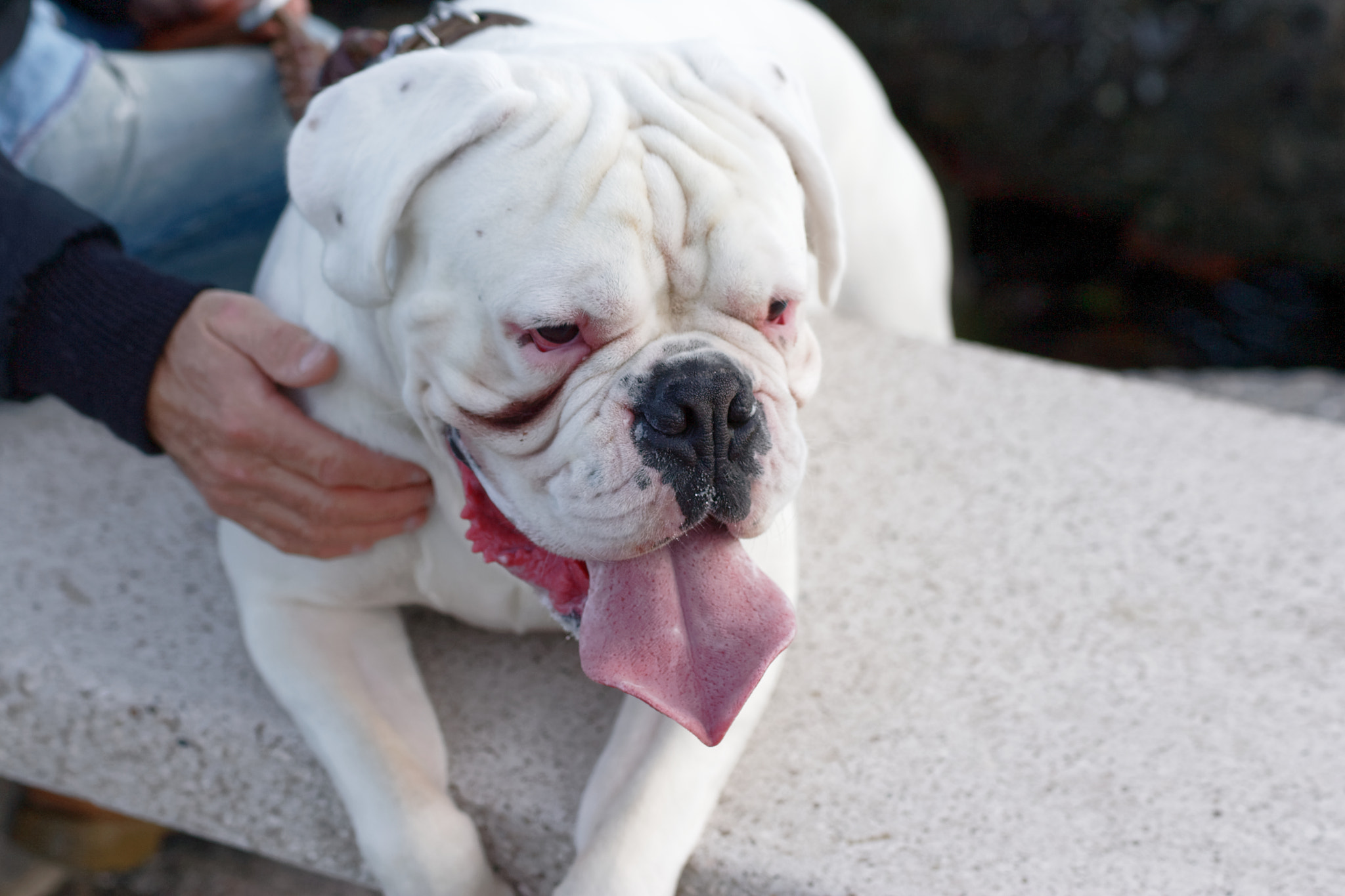 Canon EOS-1D Mark II sample photo. Very nice white bulldog photography