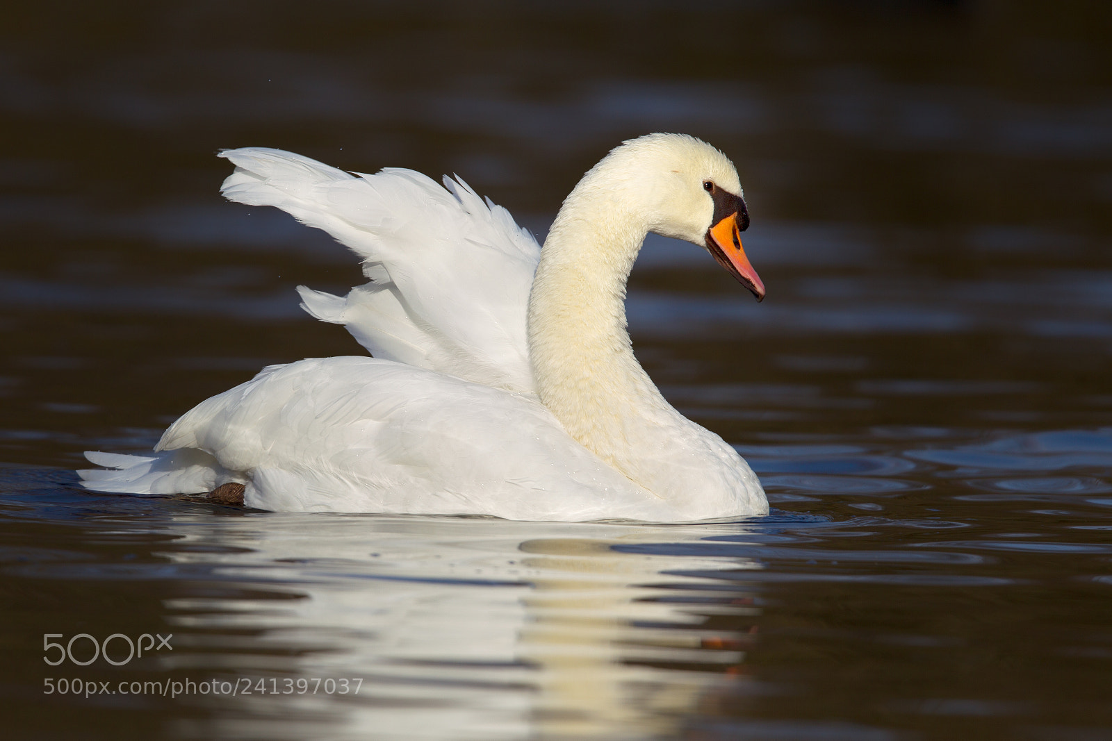 Canon EOS-1D Mark IV sample photo. Mute swan (cygnus olor) photography