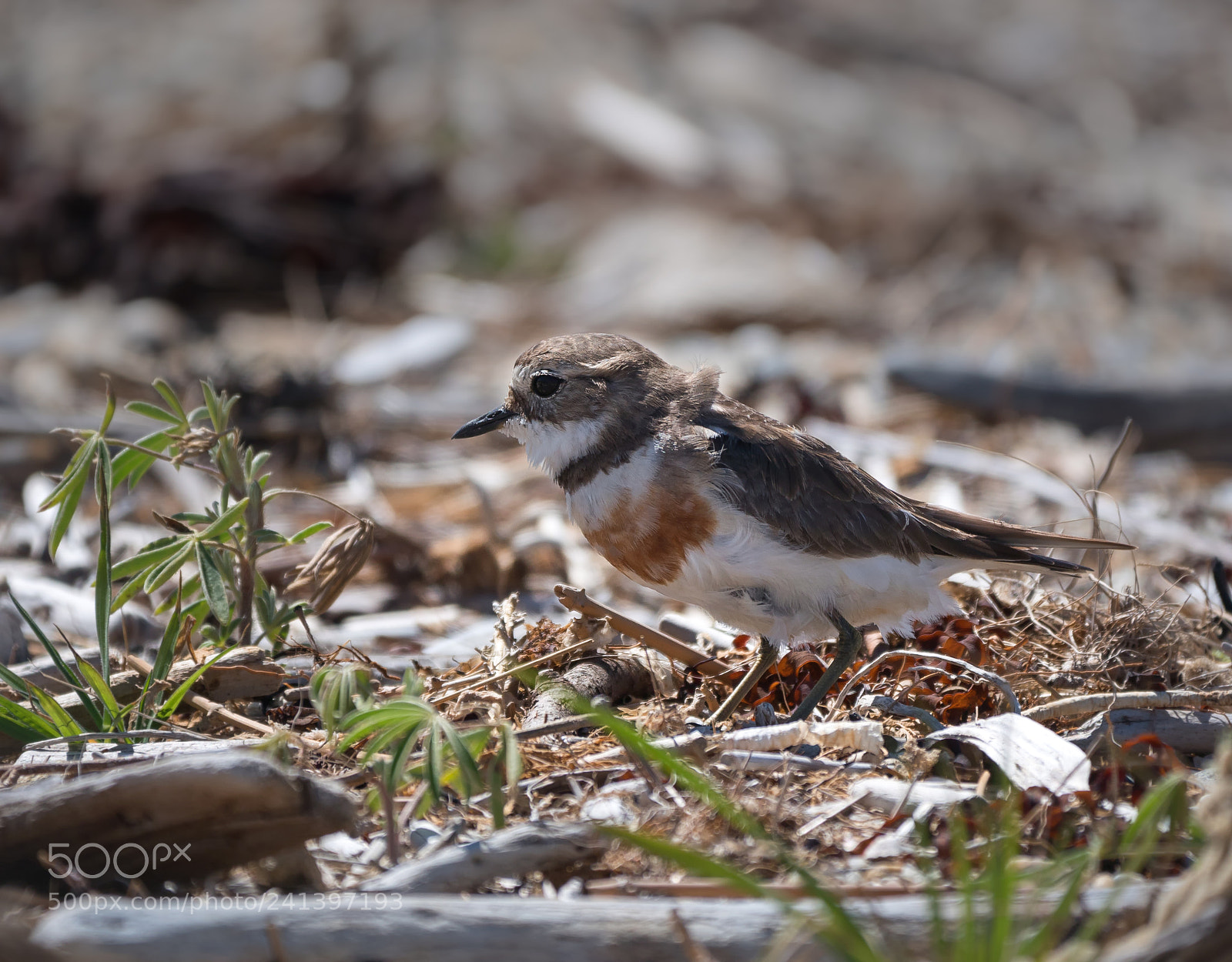 Panasonic Lumix DMC-GH4 sample photo. Banded dotterel photography