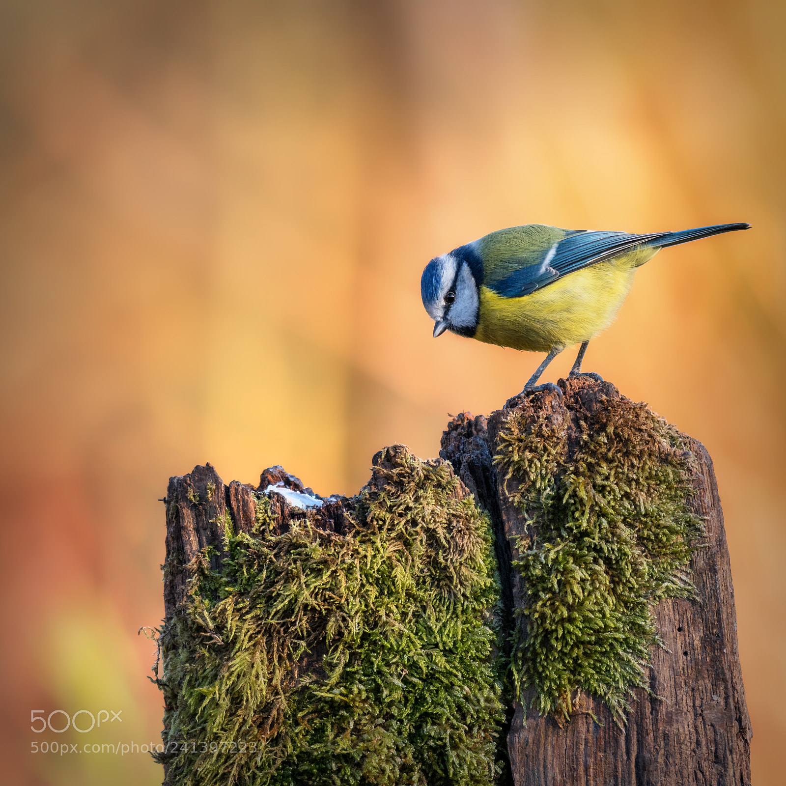Nikon D500 sample photo. Blue tit photography