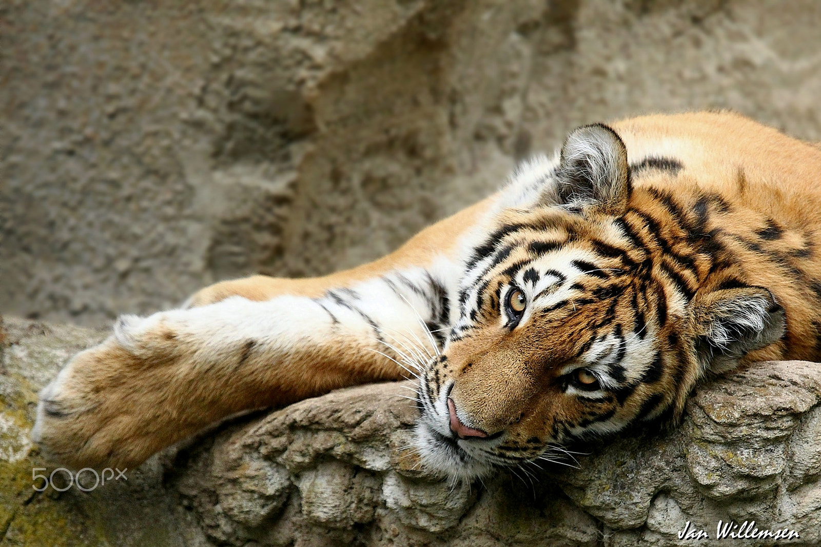 Canon EF 100-400mm F4.5-5.6L IS USM sample photo. Amur tiger photography