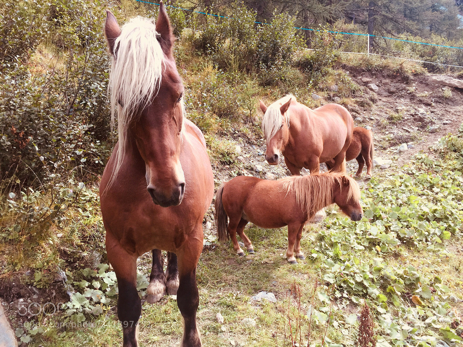 Apple iPhone 6 sample photo. Wildlife and family photography