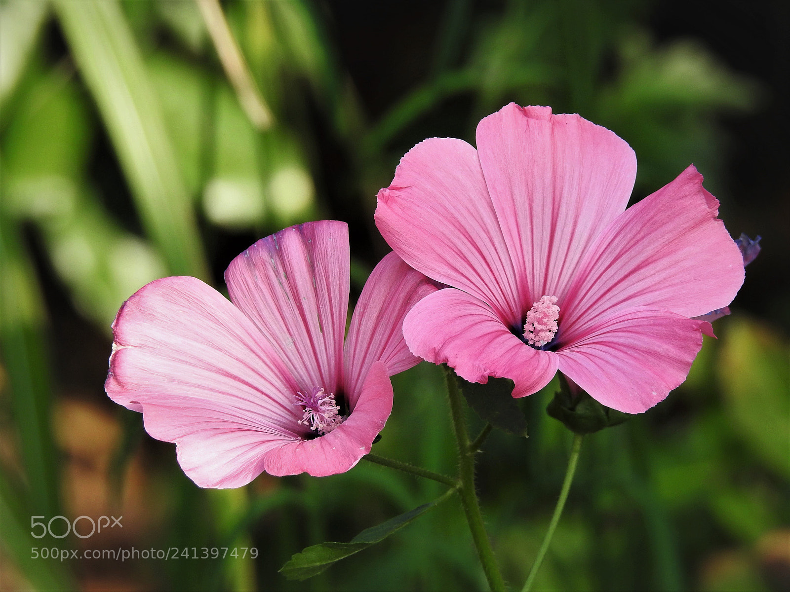 Nikon Coolpix P900 sample photo. Rose mallow photography