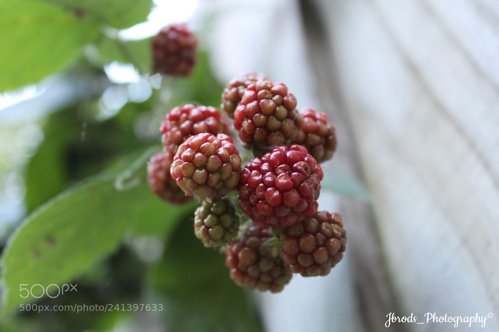 Canon EF-S 18-55mm F3.5-5.6 III sample photo. Garden photography