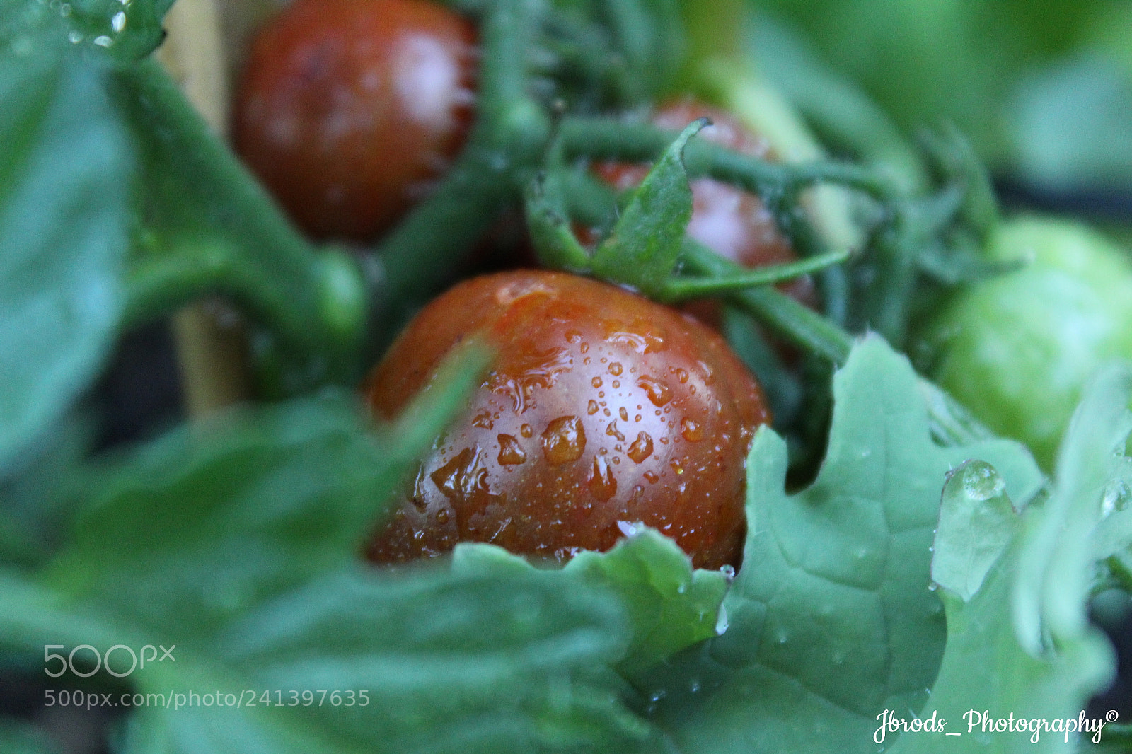 Canon EF-S 18-55mm F3.5-5.6 III sample photo. Garden photography