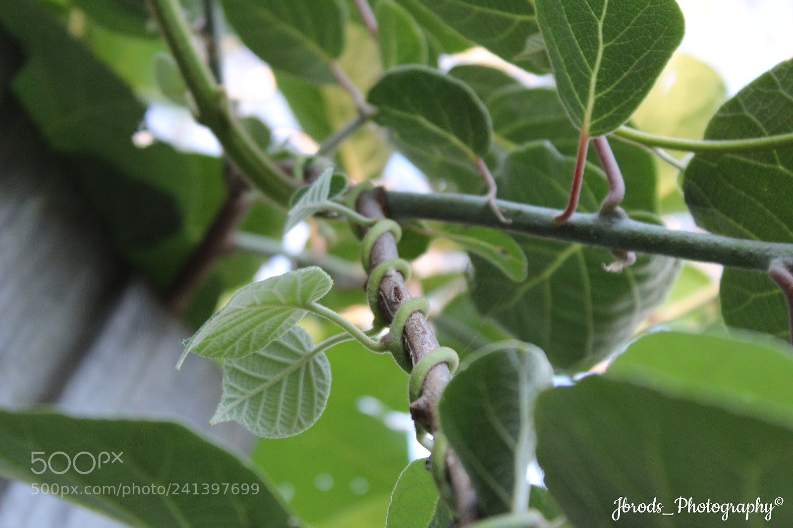 Canon EF-S 18-55mm F3.5-5.6 III sample photo. Garden photography