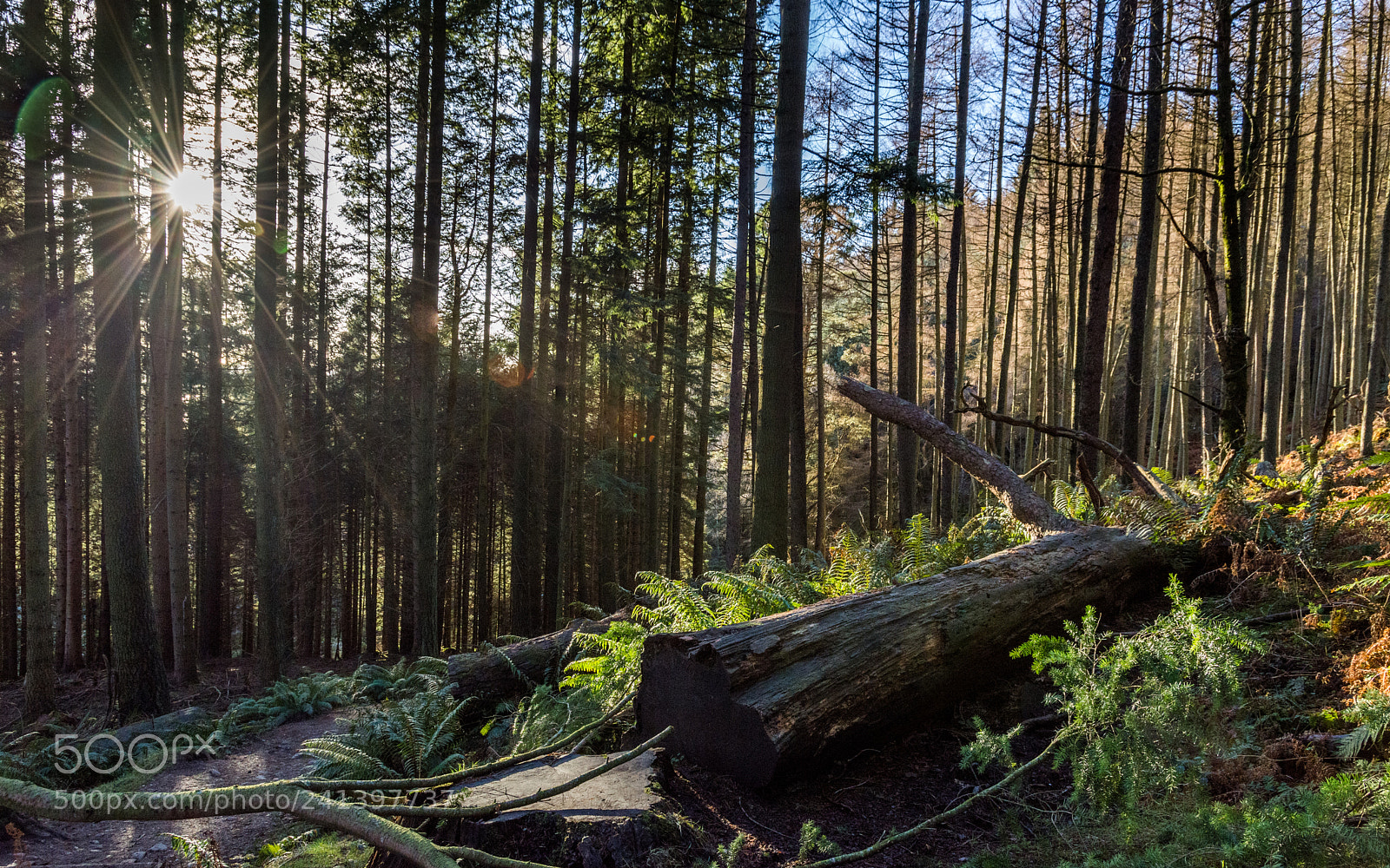 Nikon D7200 sample photo. Conic hill, balmaha forest photography