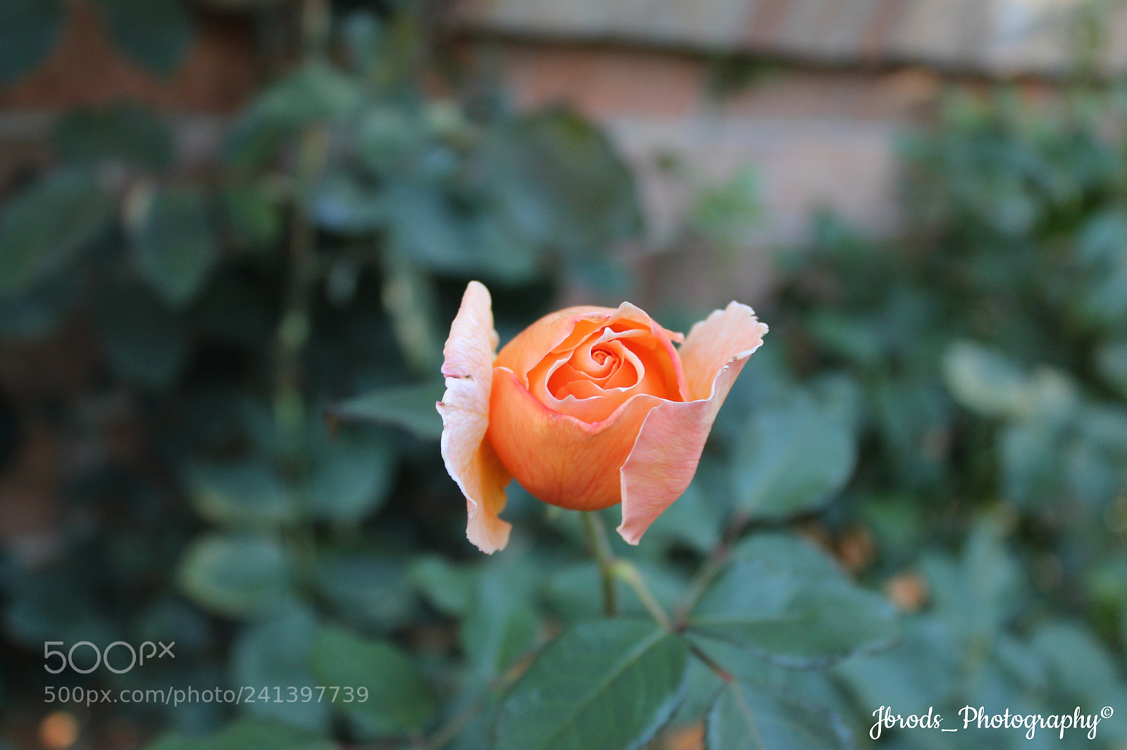 Canon EF-S 18-55mm F3.5-5.6 III sample photo. Garden photography