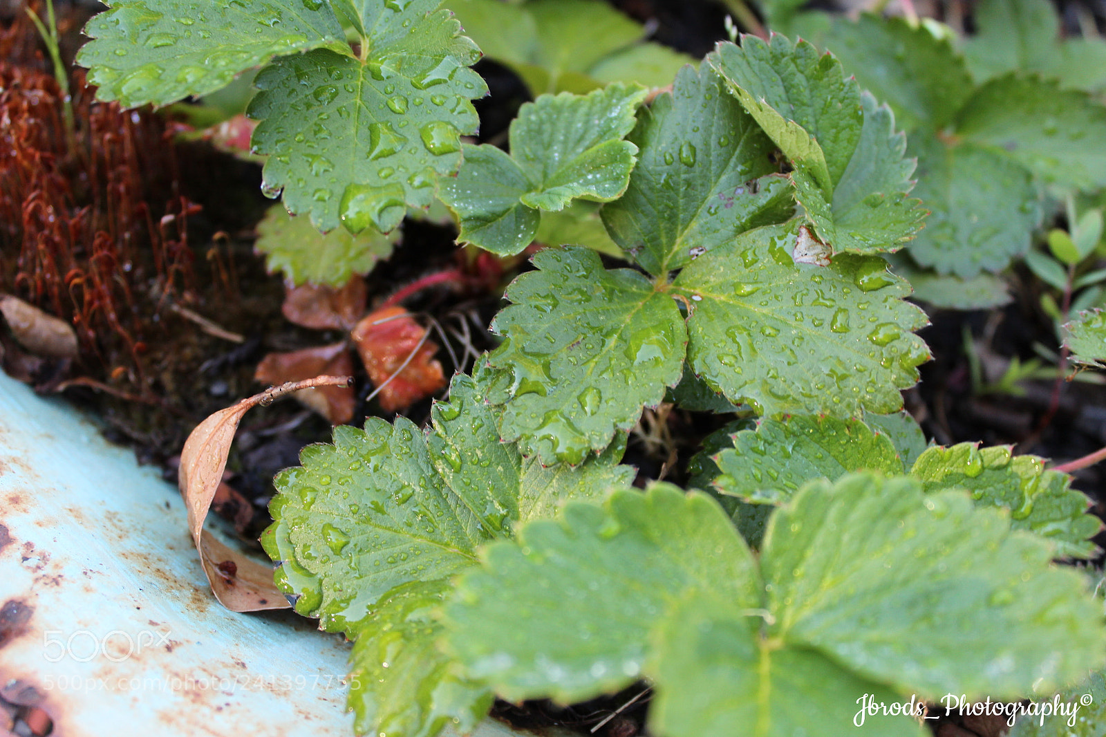 Canon EF-S 18-55mm F3.5-5.6 III sample photo. Garden photography