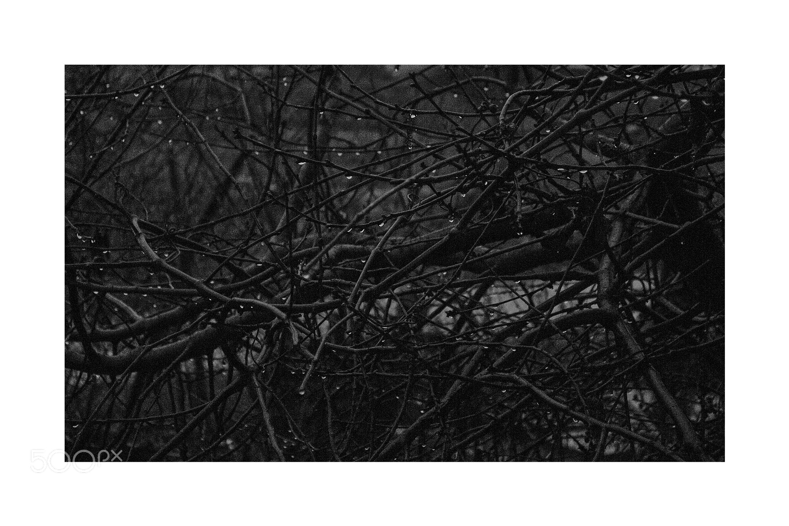 Nikon D3100 sample photo. Twigs photography
