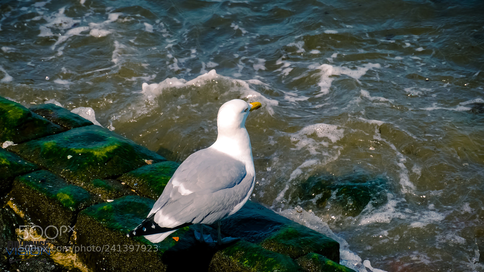 Panasonic Lumix DMC-GH2 sample photo. La garde des mouettes 3/4 photography