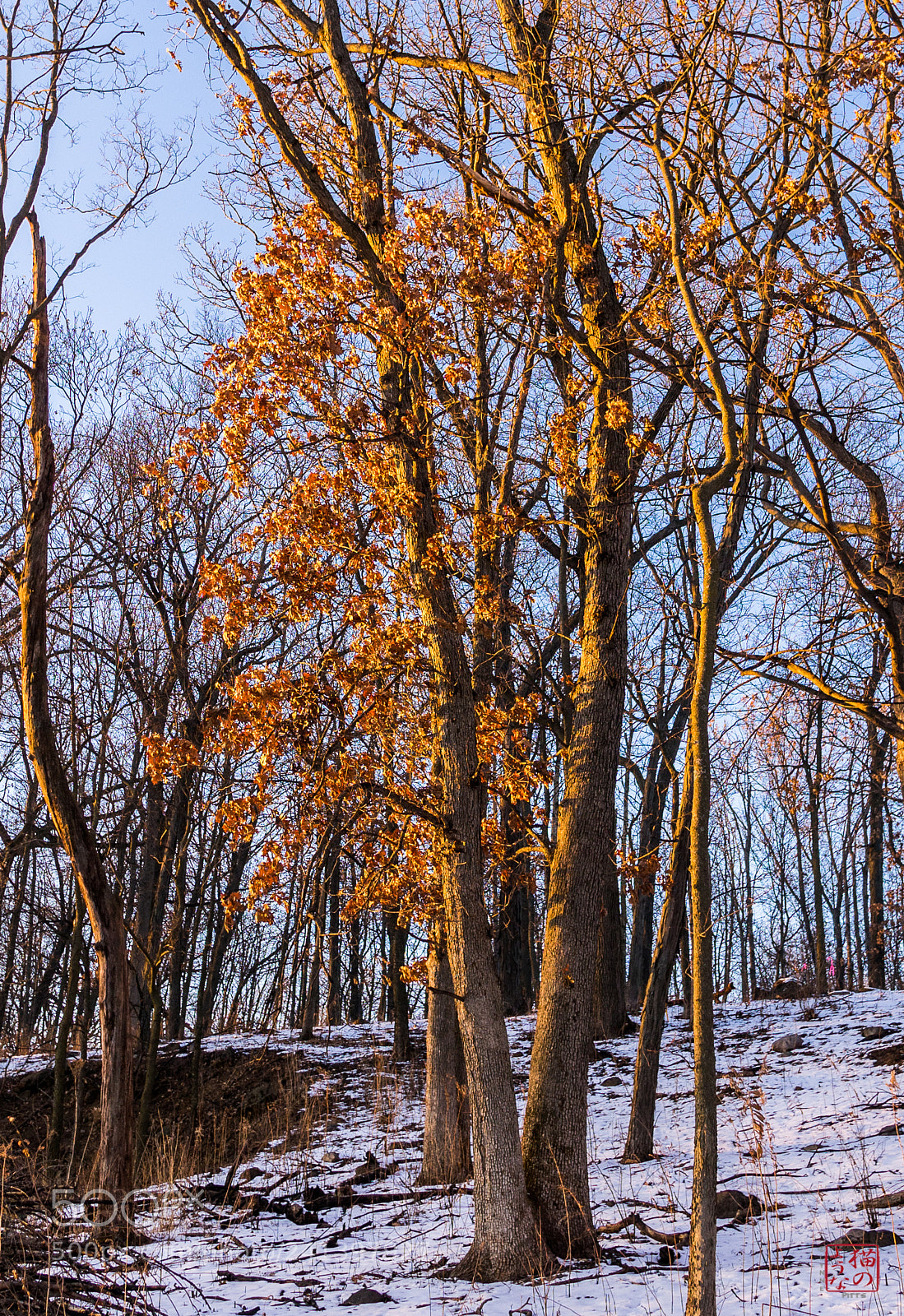 Sony a7 sample photo. Afternoon oak photography