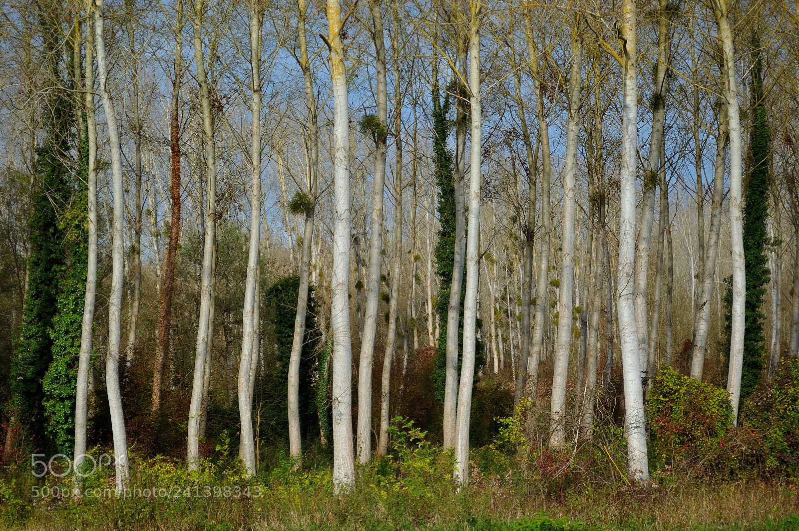 Nikon D3200 sample photo. Trees photography
