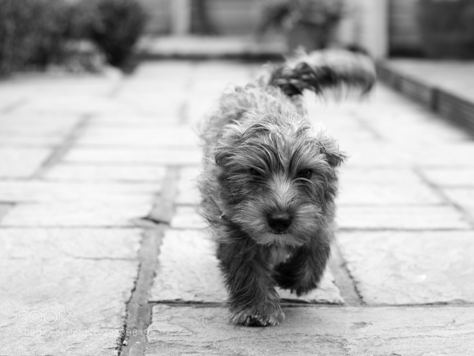 Nikon D200 sample photo. Coming to get ya! photography