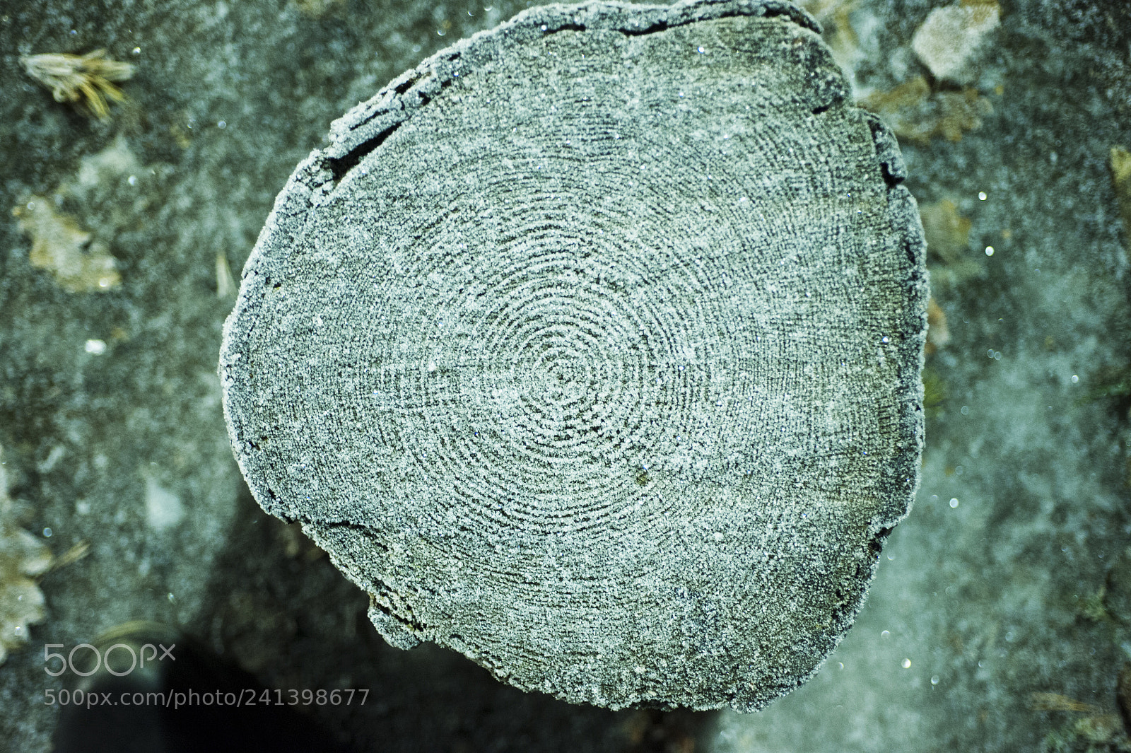 Nikon D700 sample photo. Tree photography