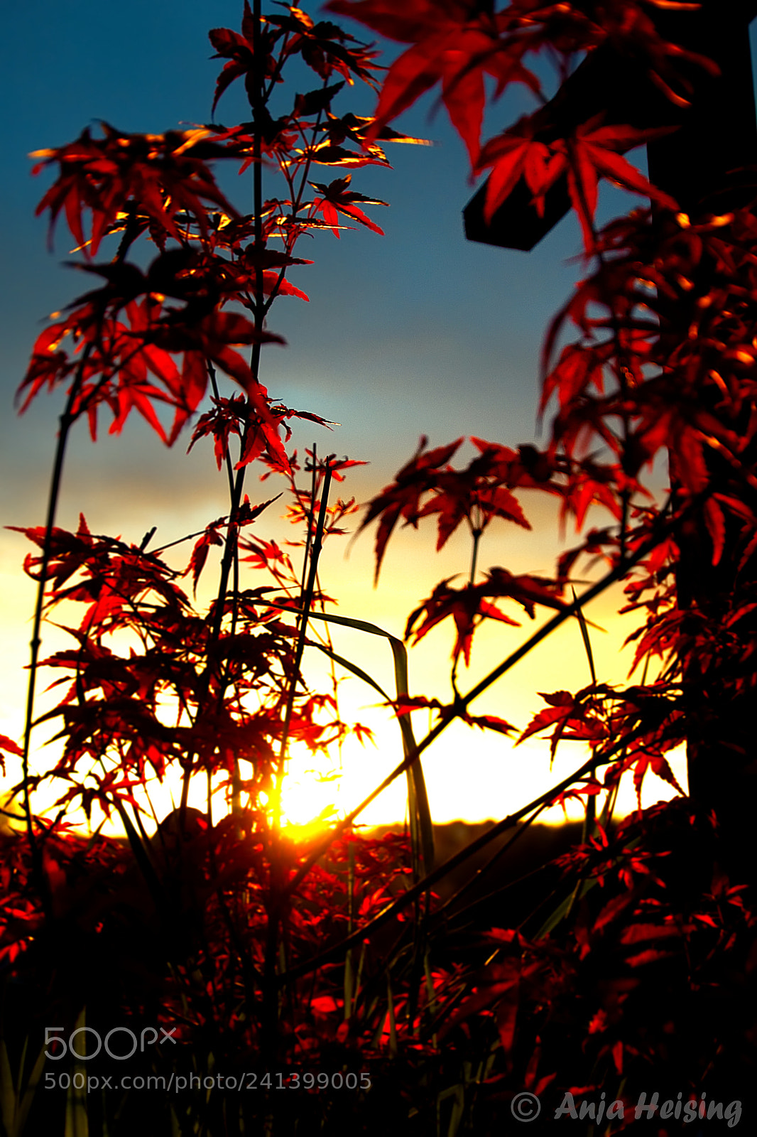 Sony SLT-A68 sample photo. Sonnenuntergang photography
