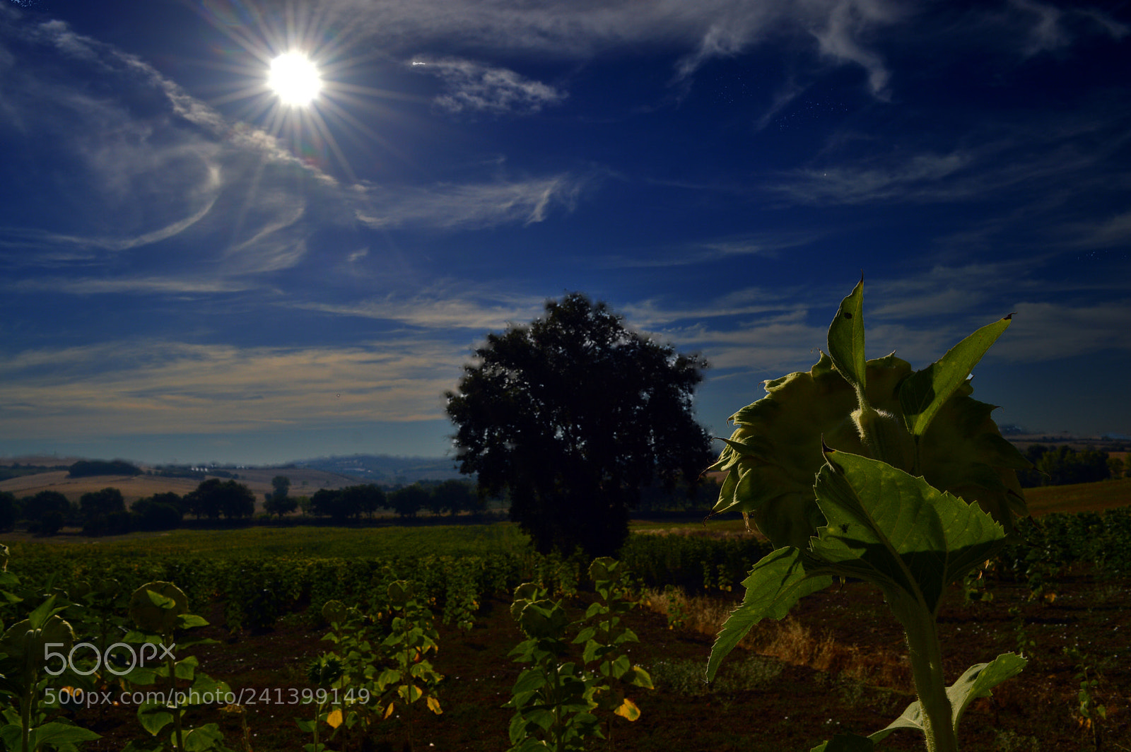 Nikon D3200 sample photo. We are all sunflowers photography