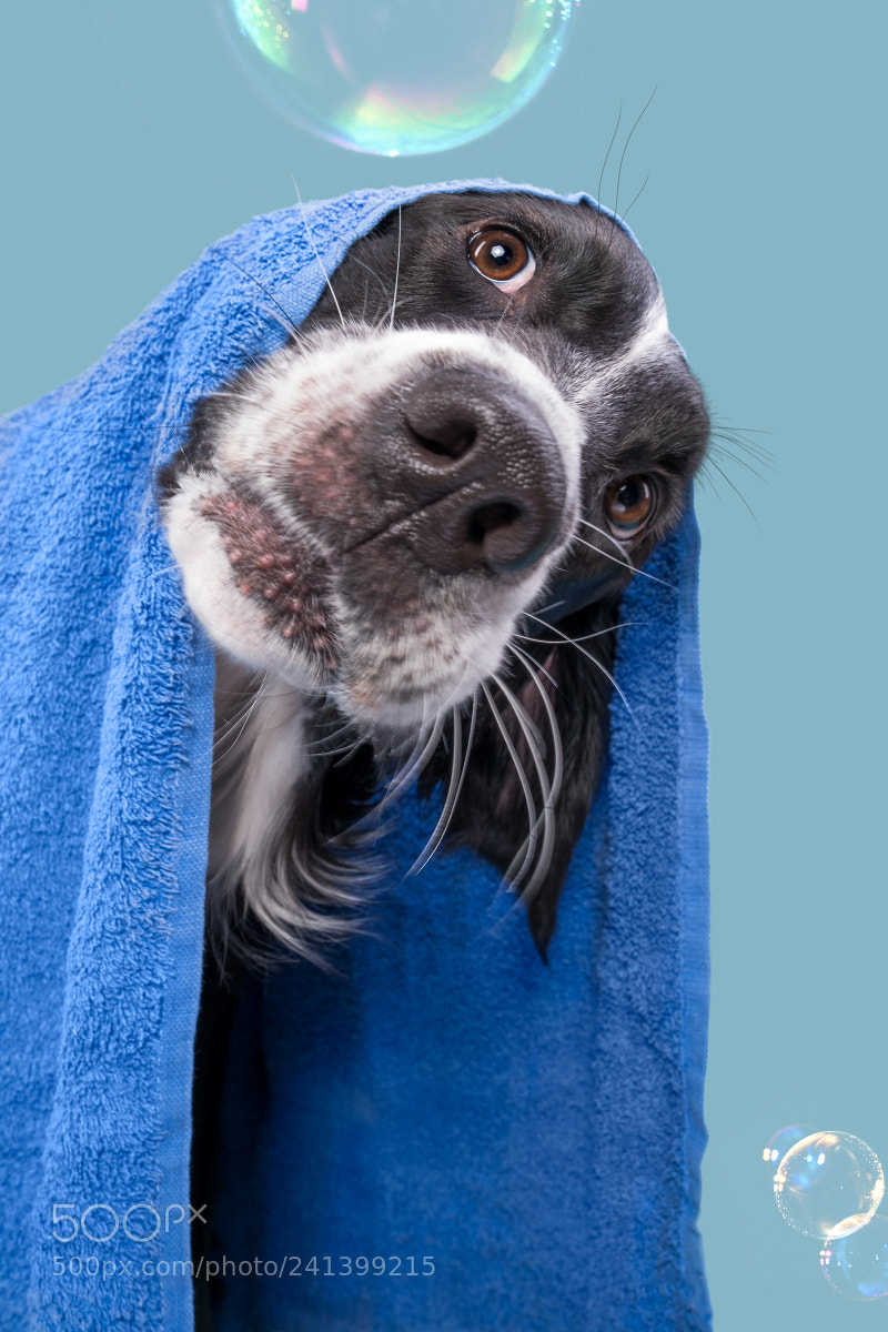 Fujifilm X-T2 sample photo. Dogs at bath time photography