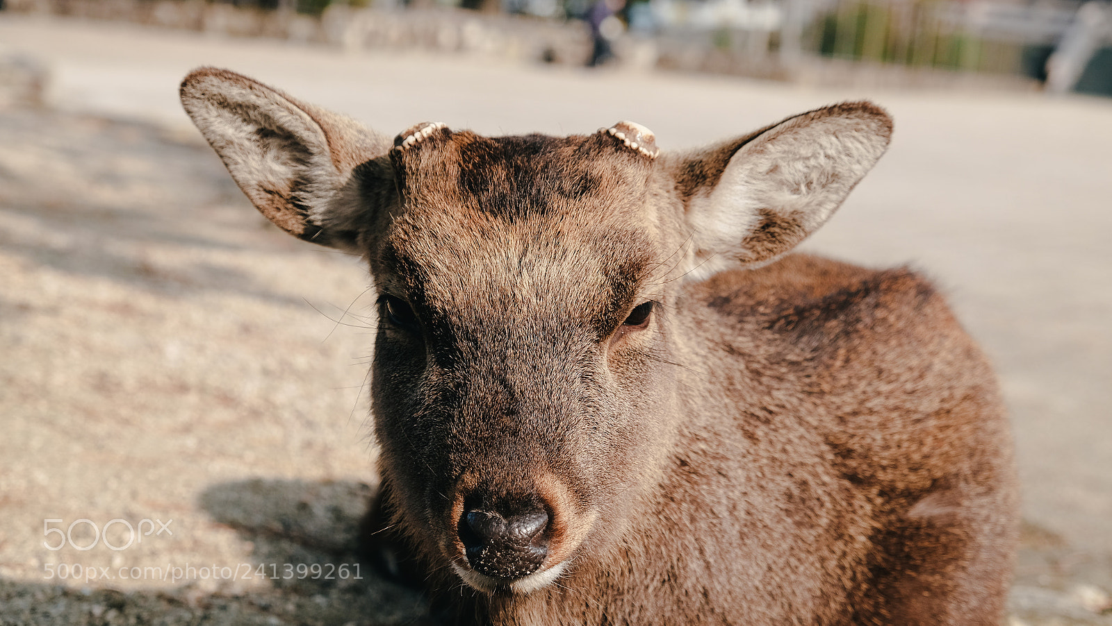 Fujifilm X-T10 sample photo. Dscf photography