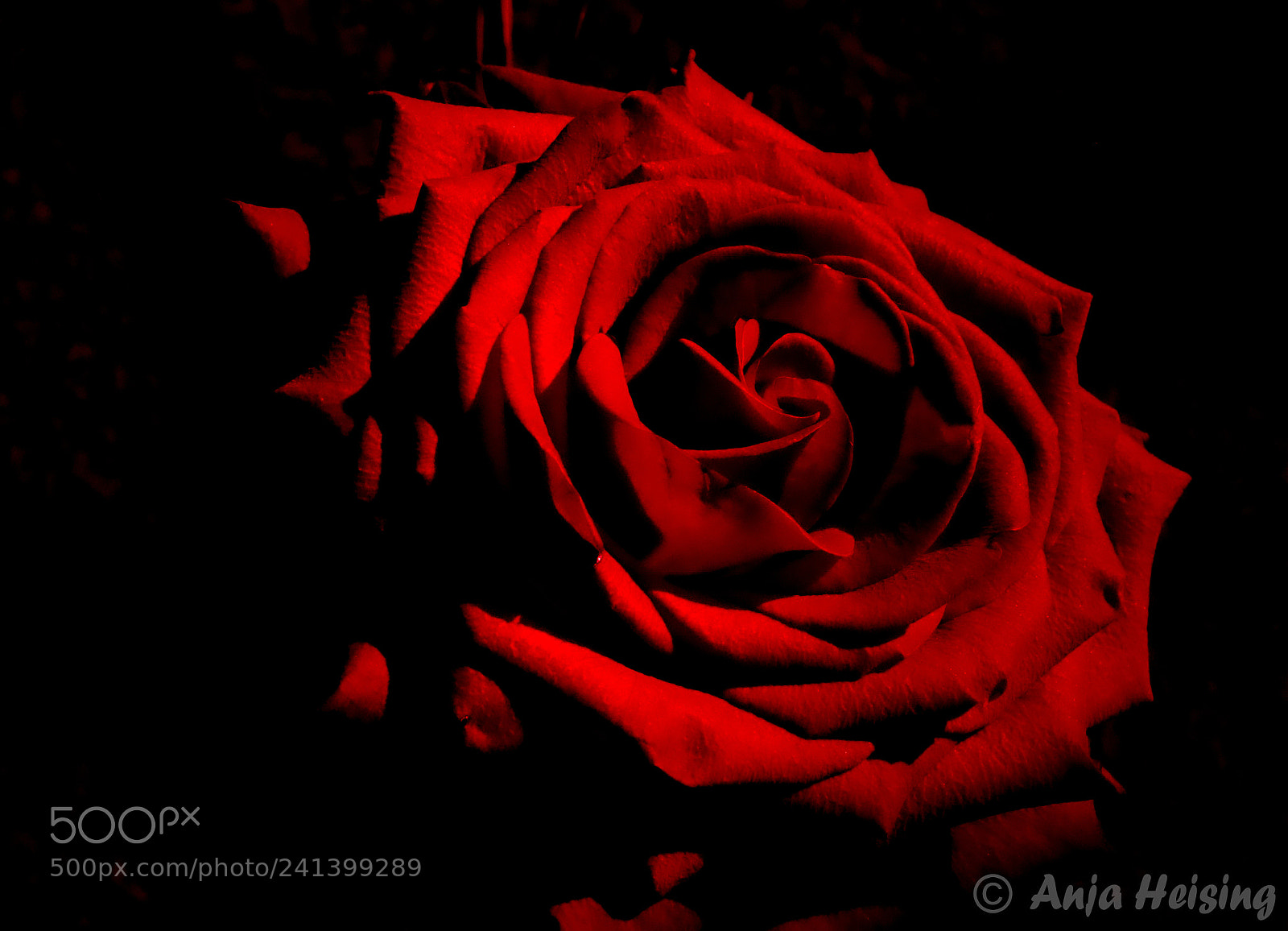 Sony SLT-A68 sample photo. Dark rose photography