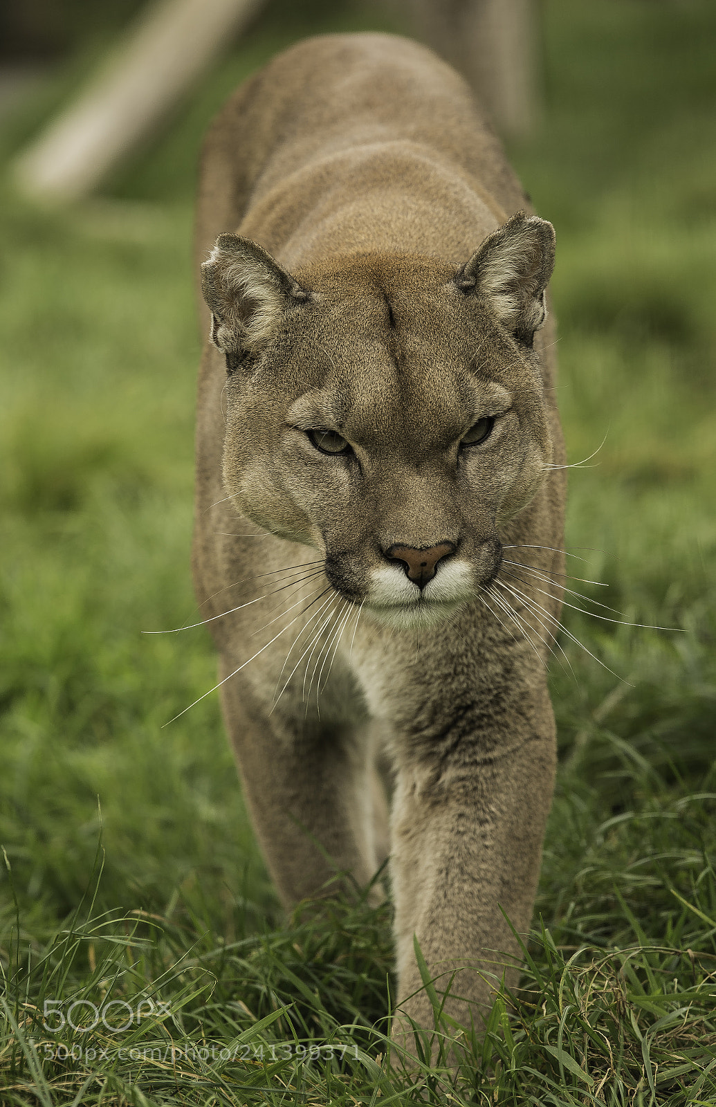 Nikon D5 sample photo. Mountain lion series photography