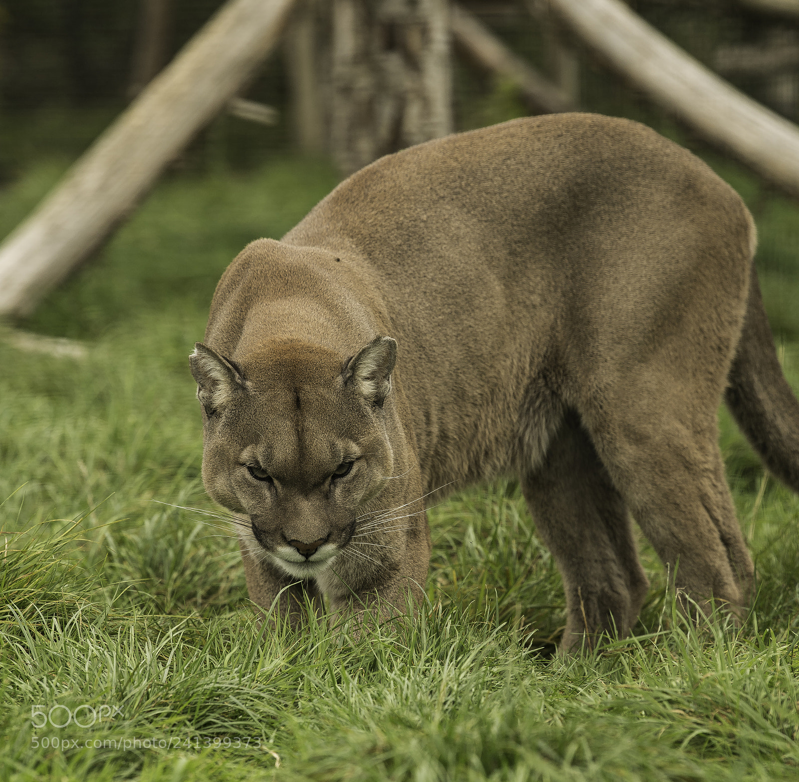 Nikon D5 sample photo. Mountain lion series photography