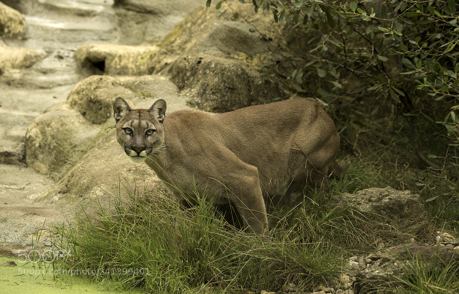 Nikon D5 sample photo. Mountain lion series photography