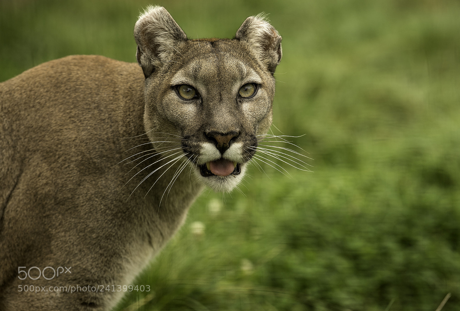 Nikon D5 sample photo. Mountain lion series photography