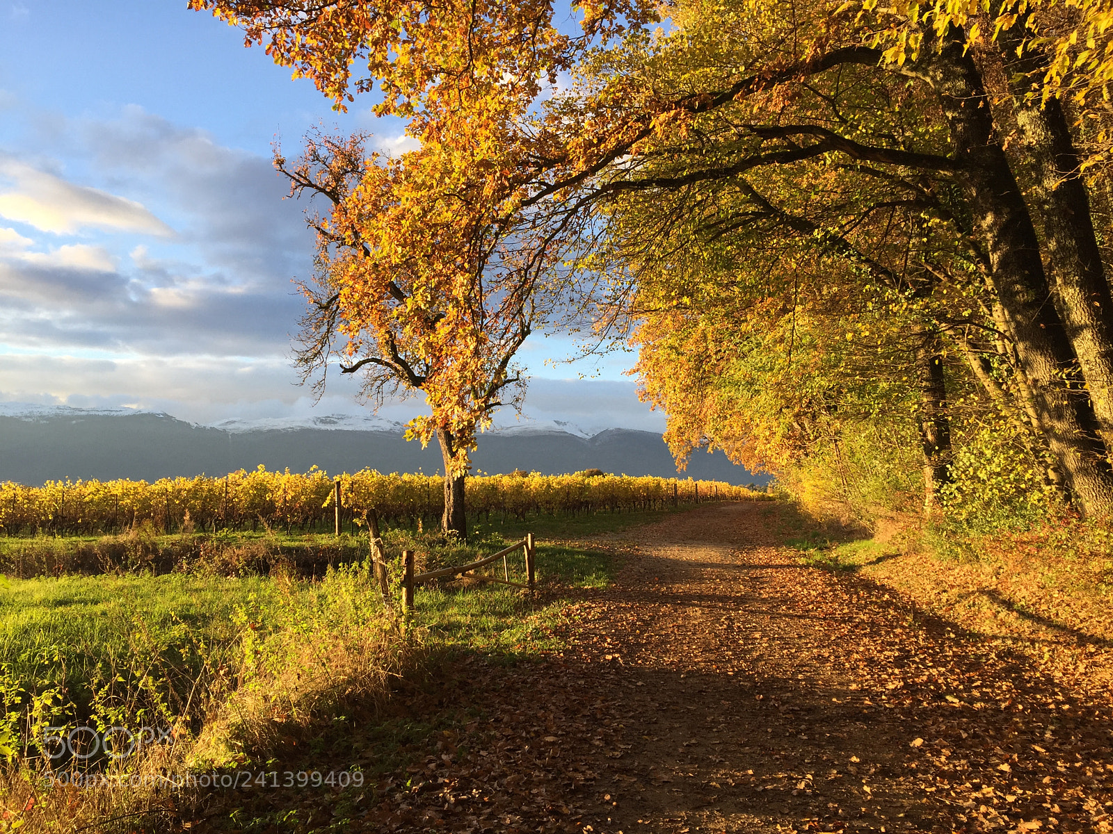 Apple iPhone 6 sample photo. Autumn photography