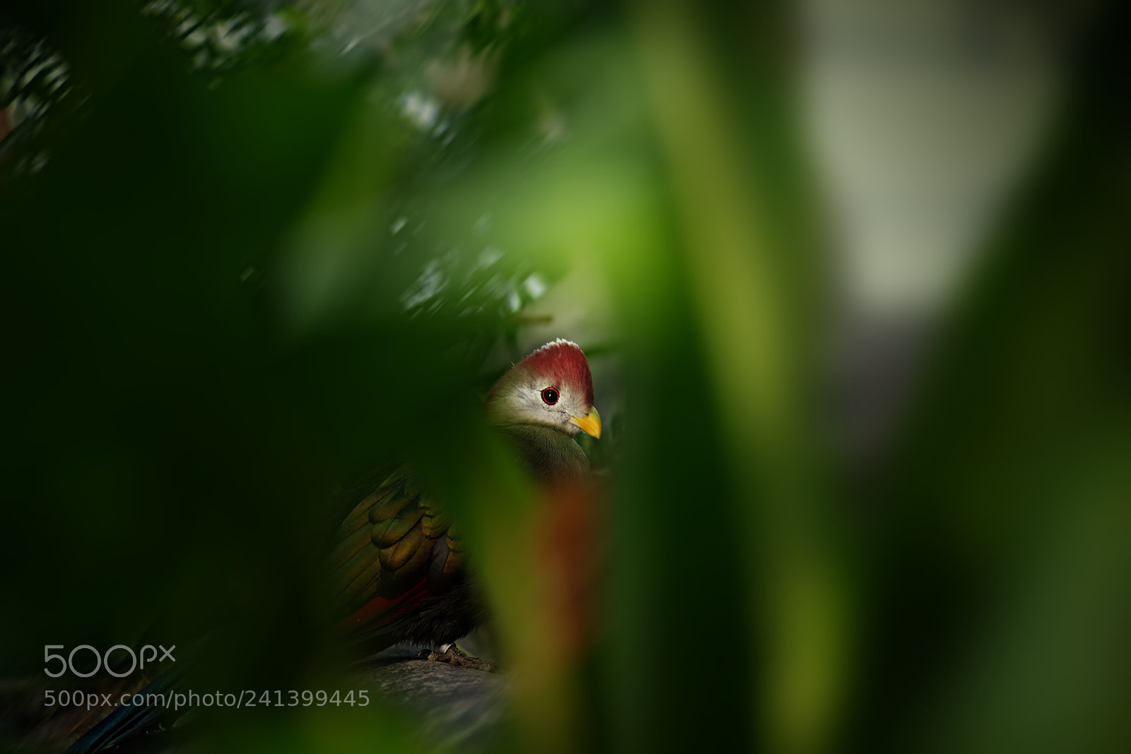 Nikon D600 sample photo. Bird through leaves photography