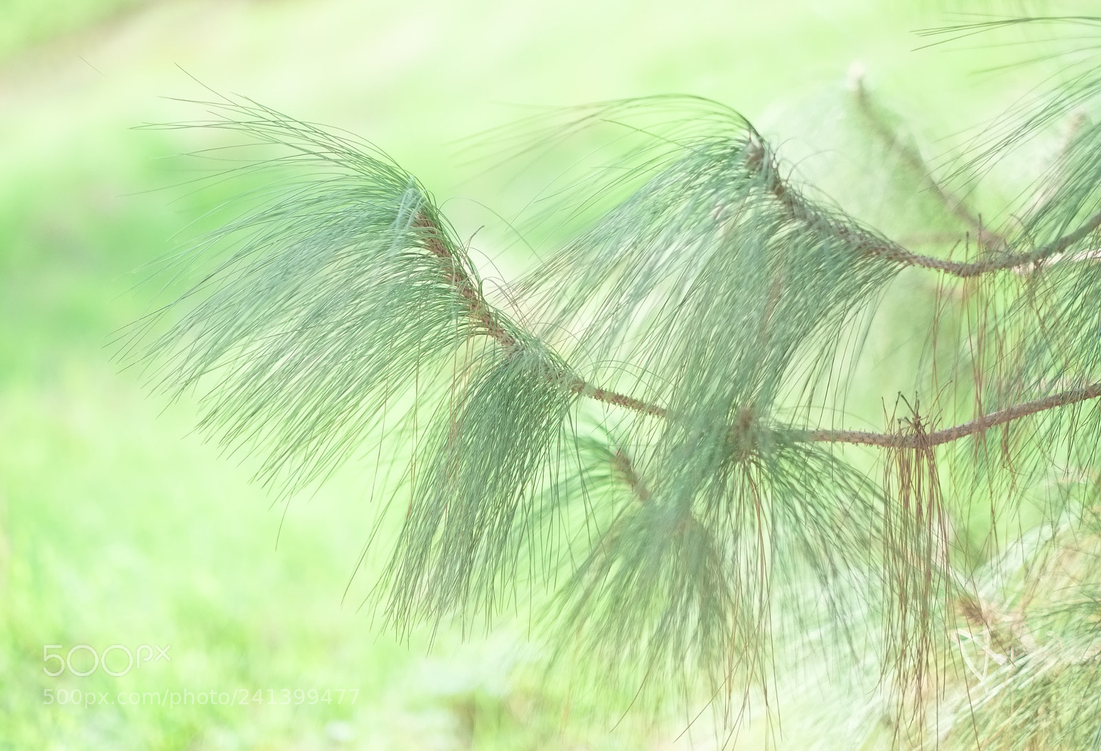 Fujifilm X-T2 sample photo. Delicate photography