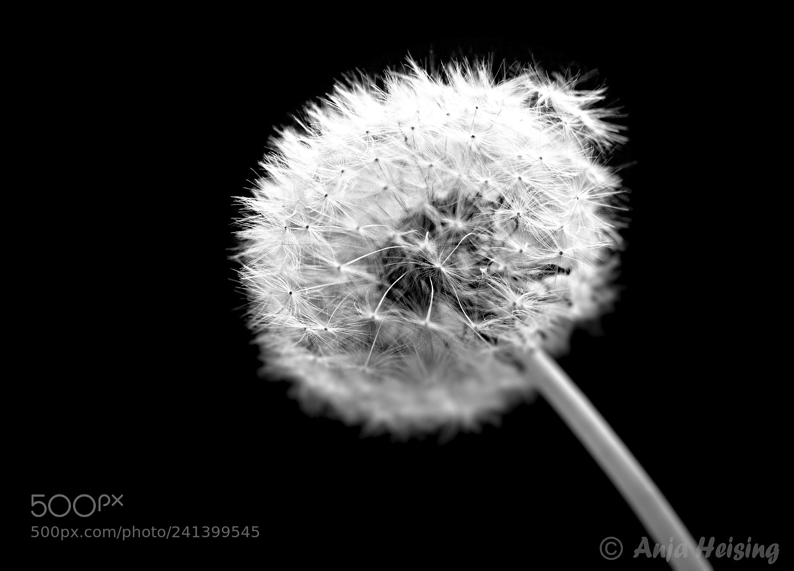 Sony SLT-A68 sample photo. Pusteblume photography