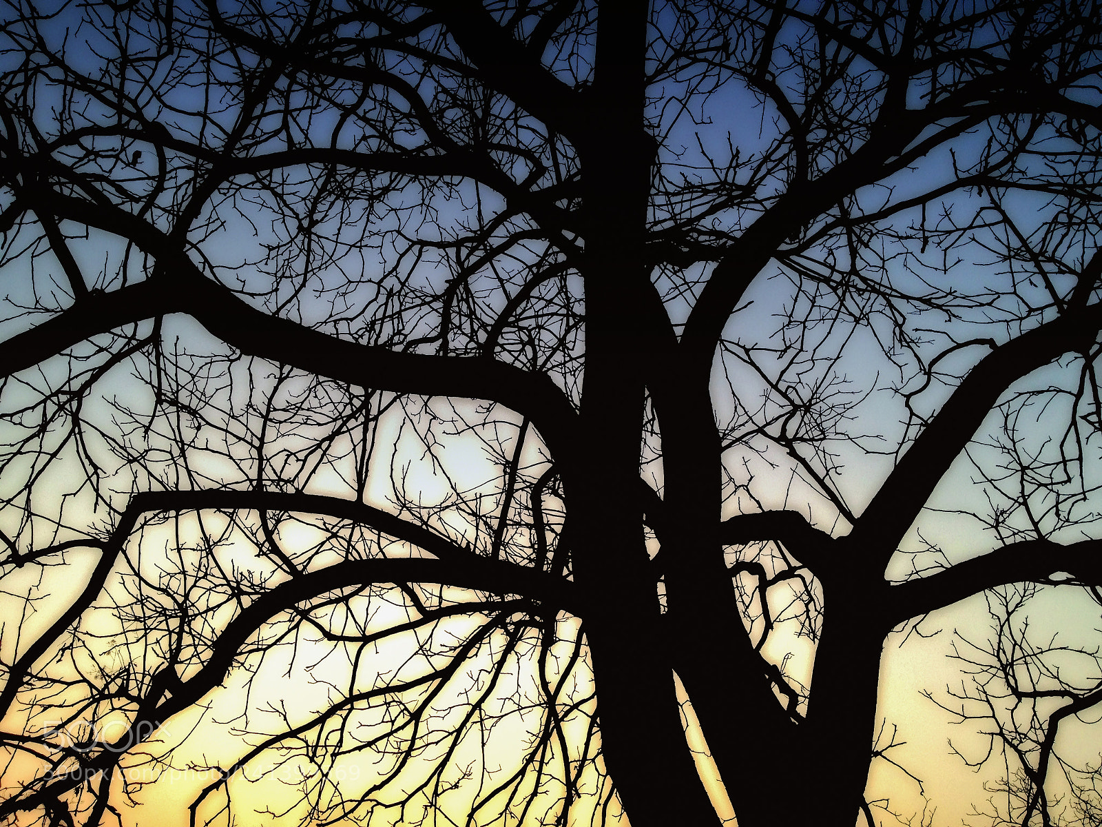 Apple iPhone 4S sample photo. Rami al tramonto al photography