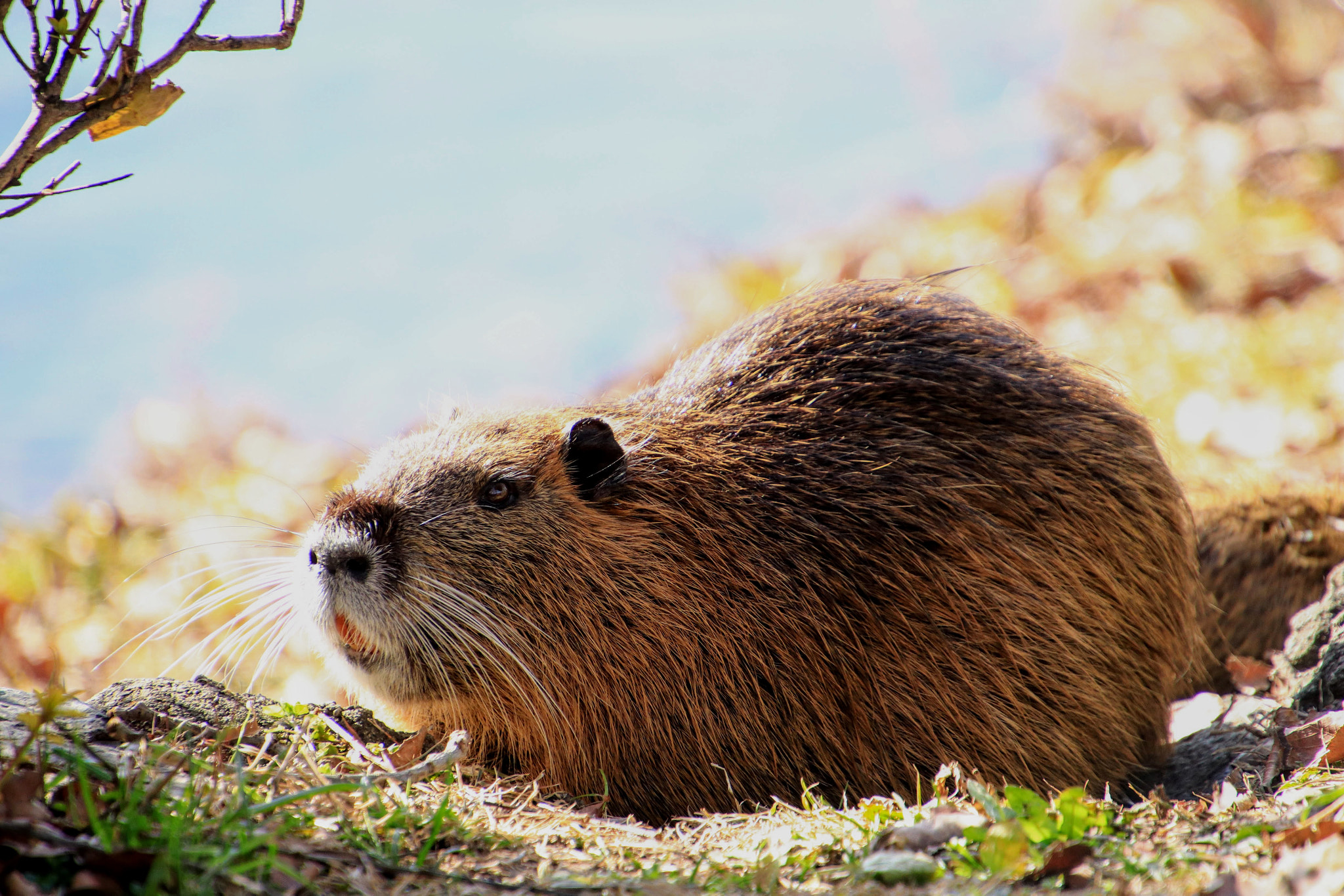 Canon EOS 77D (EOS 9000D / EOS 770D) + Canon EF 300mm F2.8L IS II USM sample photo. 公園の主　ヌートリア photography