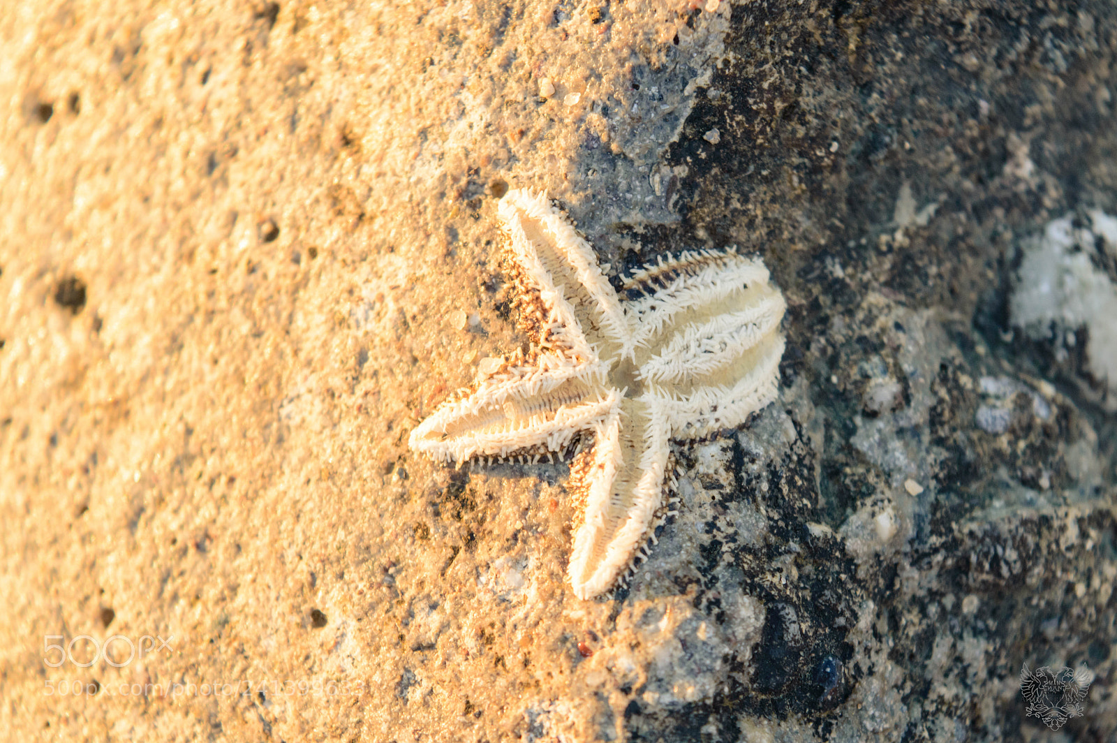 Nikon D3200 sample photo. Starfish photography