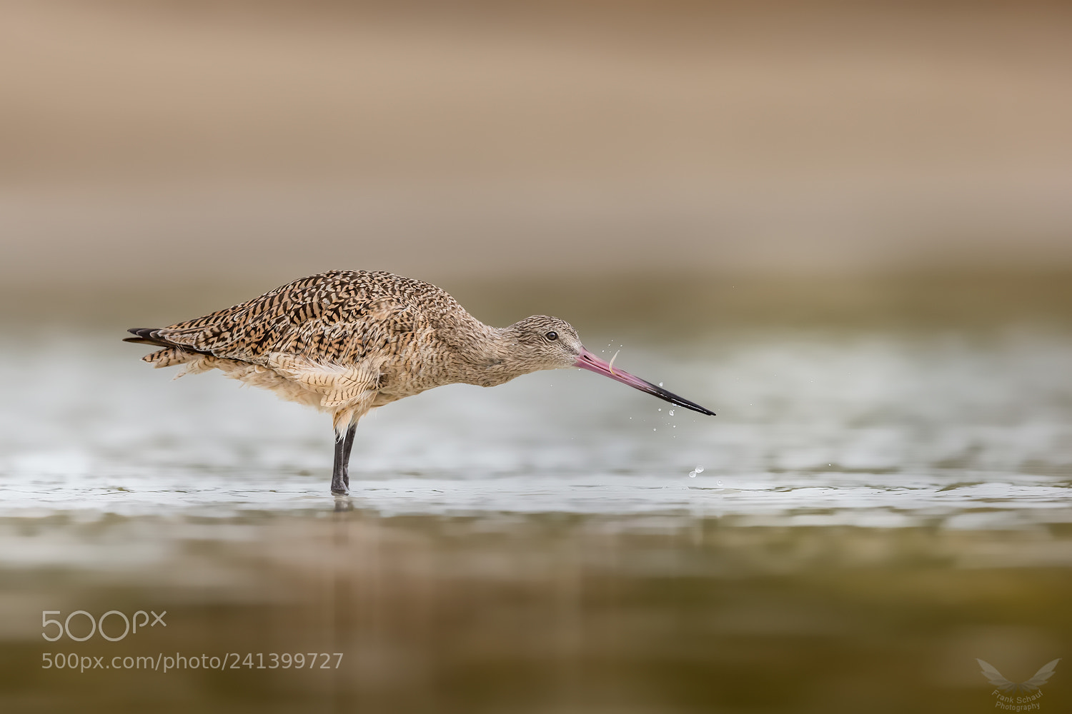 Canon EOS-1D X sample photo. Marbled godwit photography