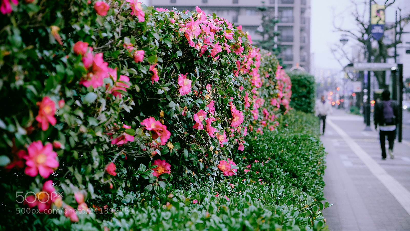 Fujifilm X-T10 sample photo. Dscf photography