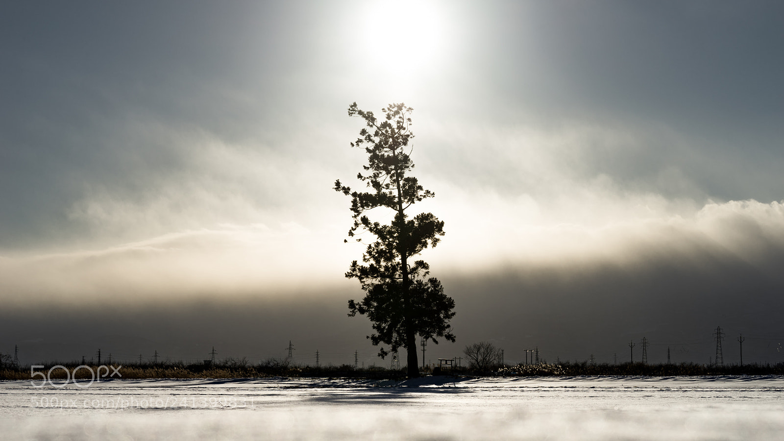 Sony a7 II sample photo. Sunlit tree photography