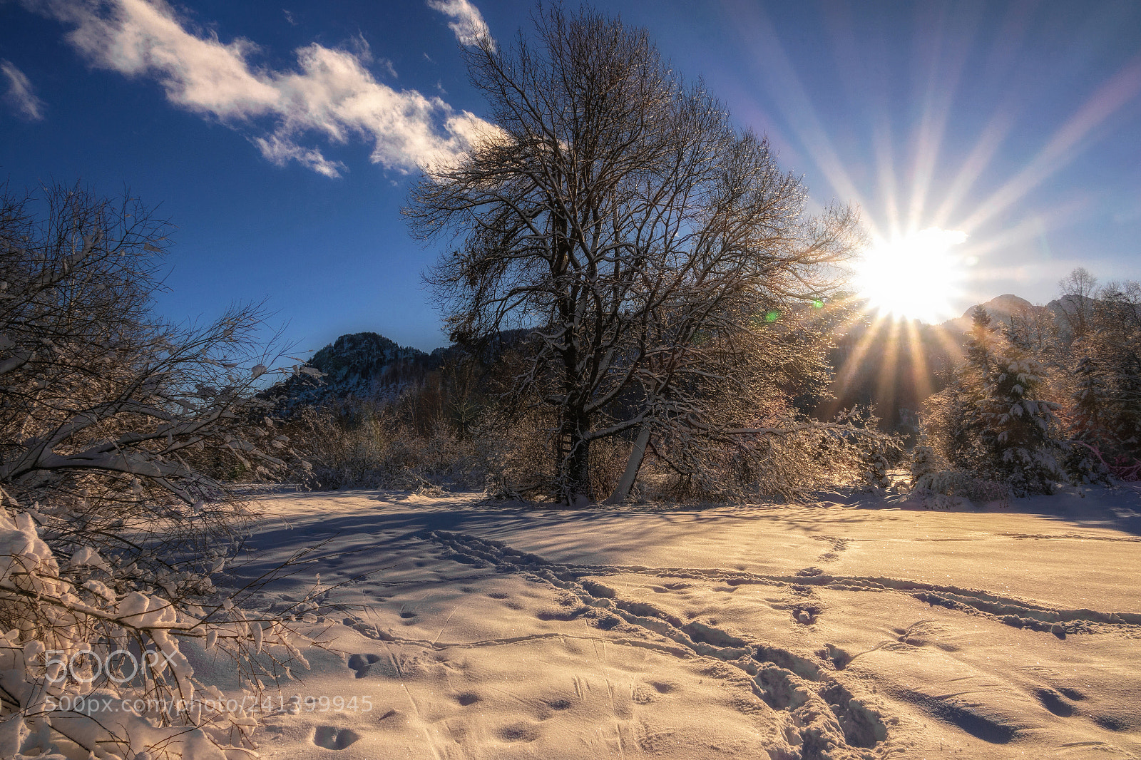 Sony Cyber-shot DSC-RX10 III sample photo. Winterday inside moor photography