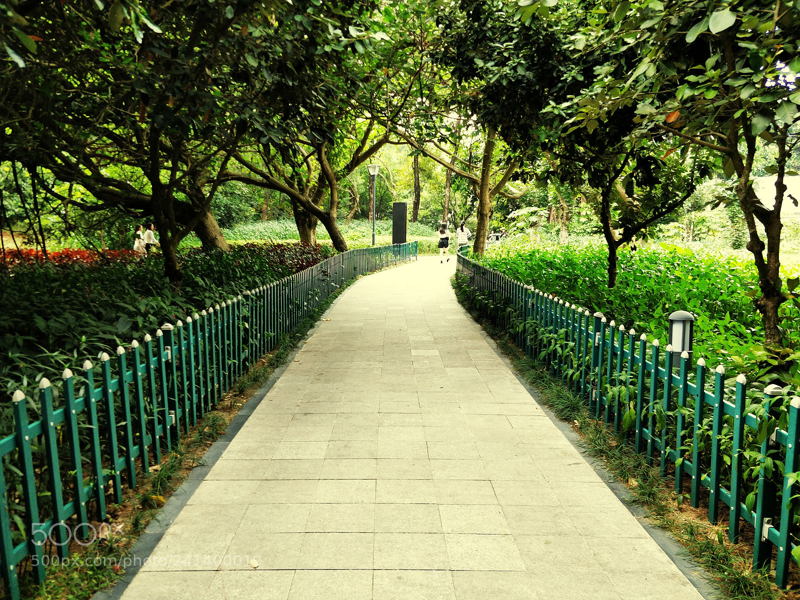 OnePlus 5 sample photo. A path in a photography