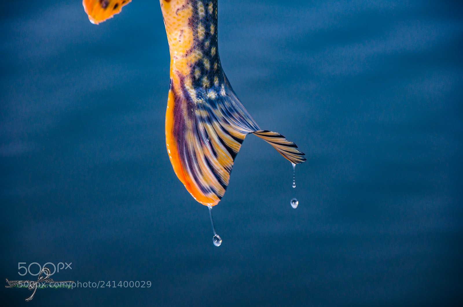 Nikon D90 sample photo. Fishing photography