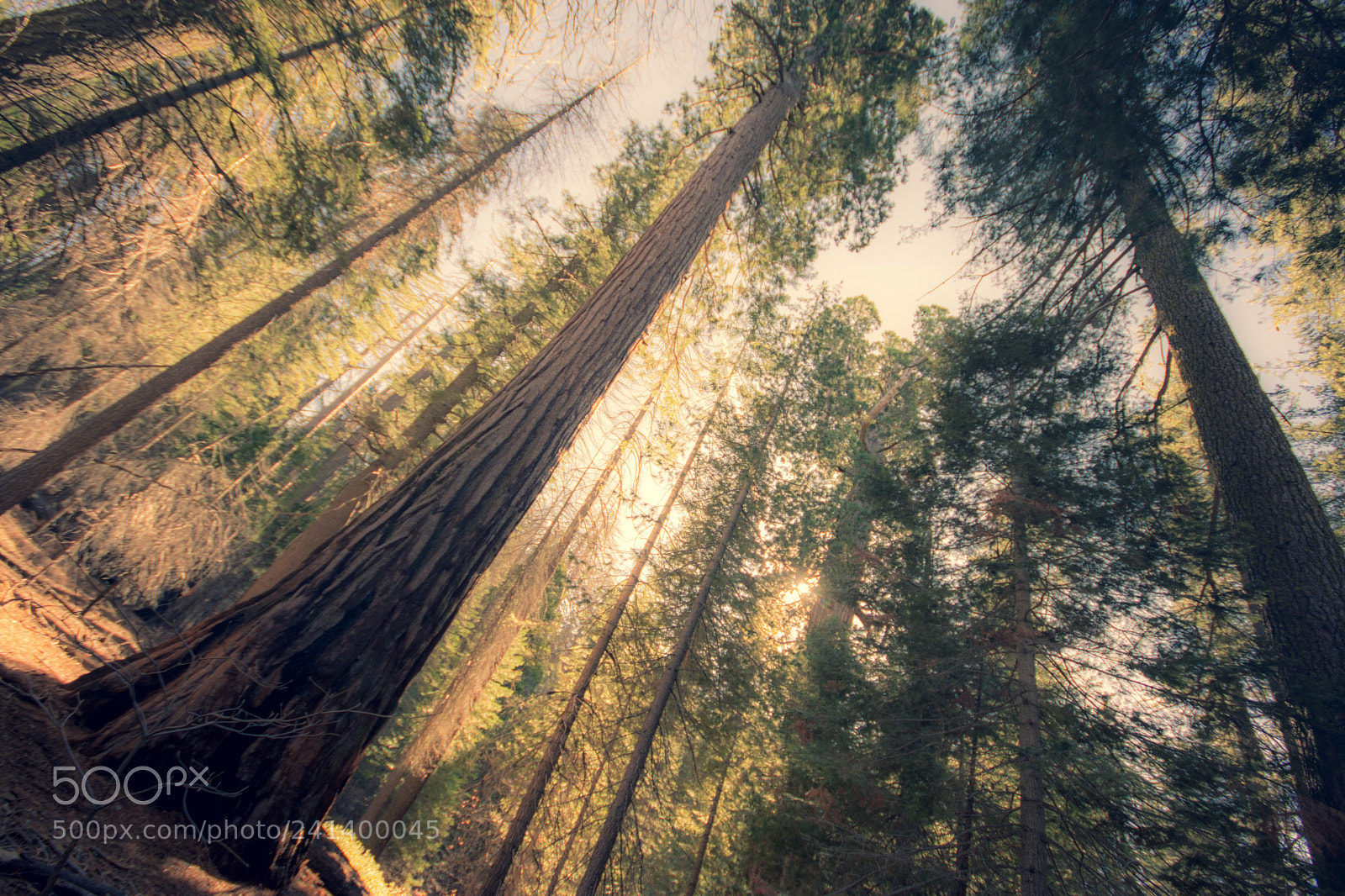 Nikon D7200 sample photo. Into the woods. photography