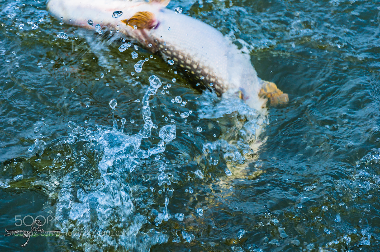 Nikon D90 sample photo. Fishing photography
