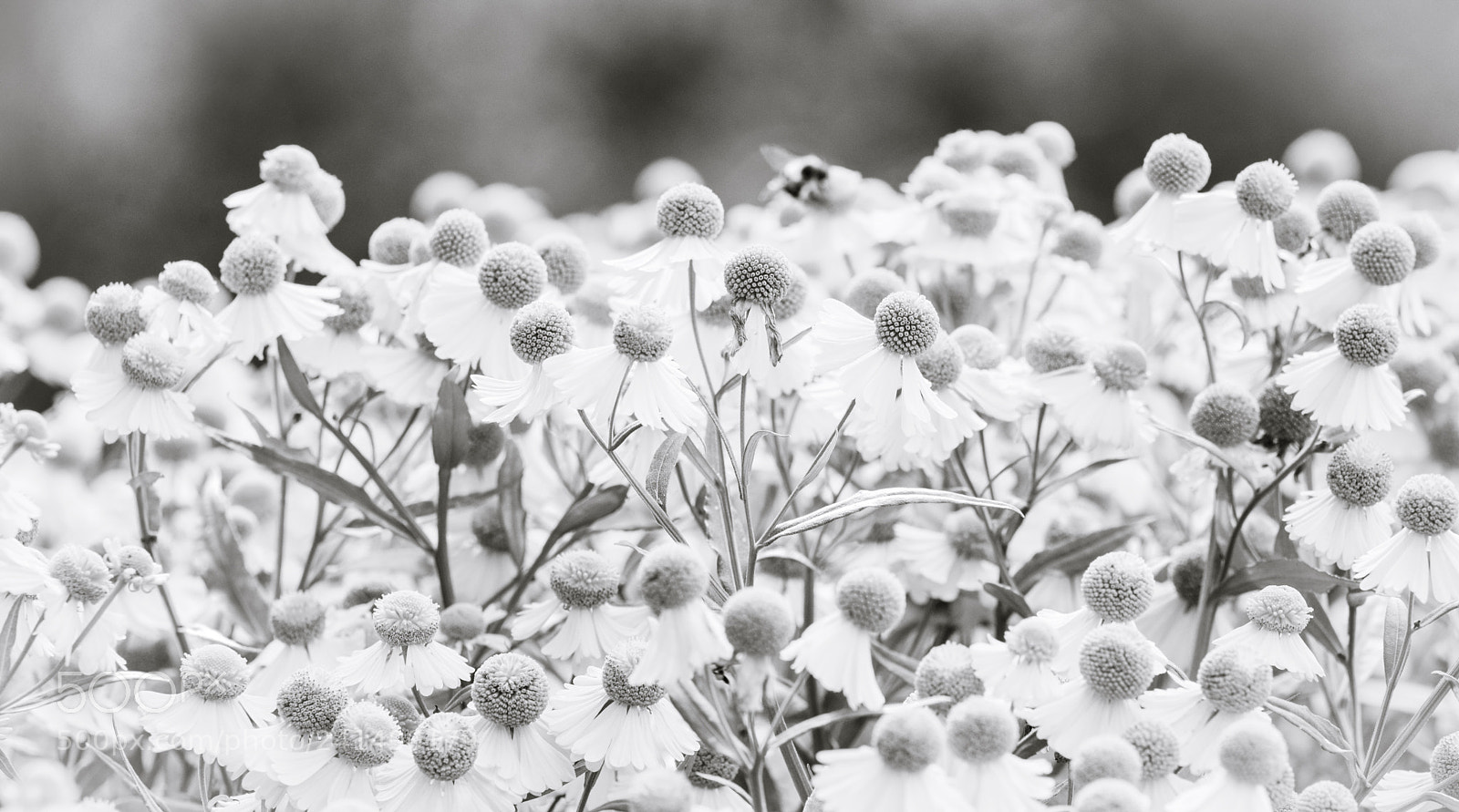 Nikon D600 sample photo. Botanical gardens photography