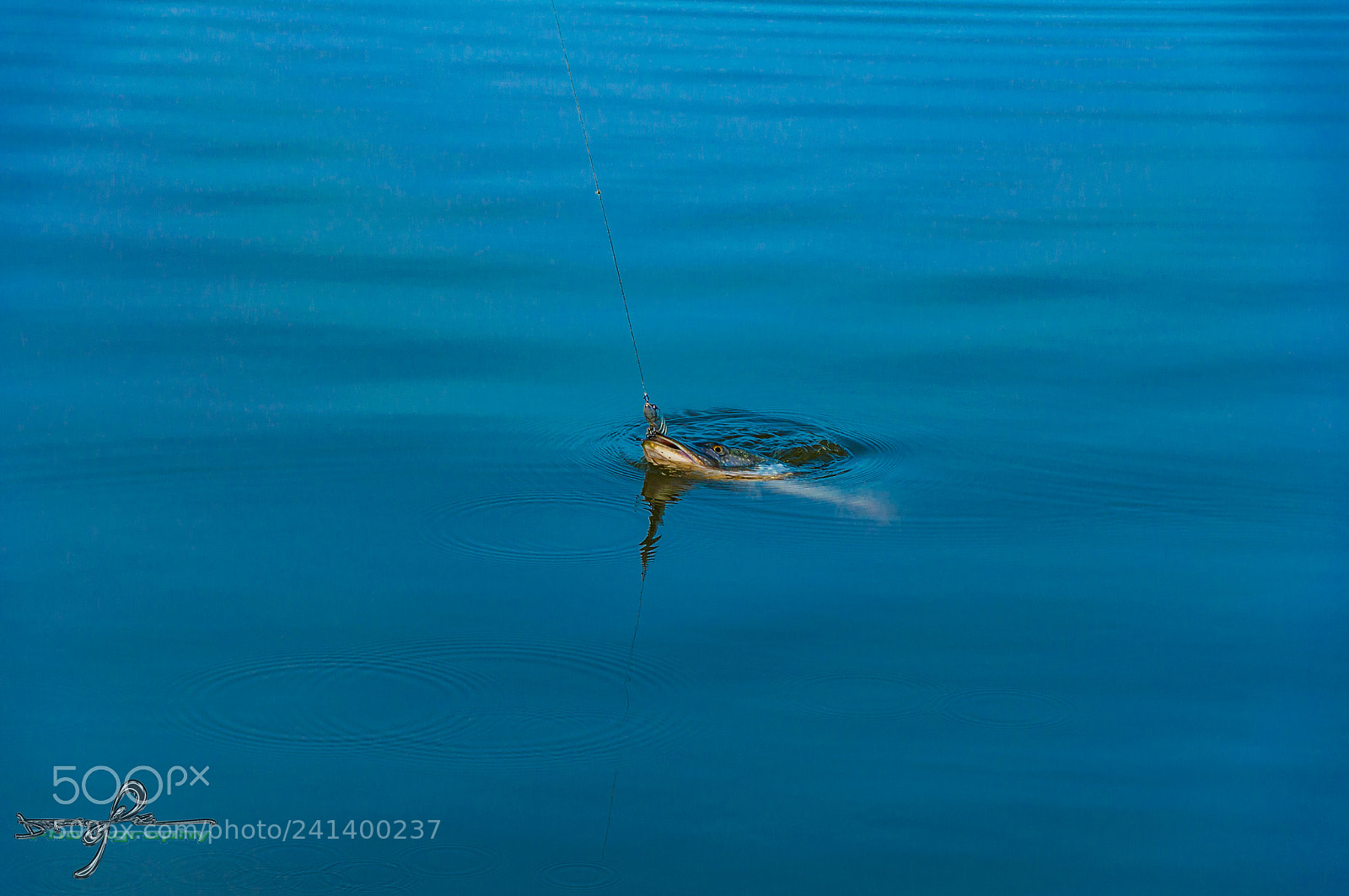 Nikon D90 sample photo. Fishing photography