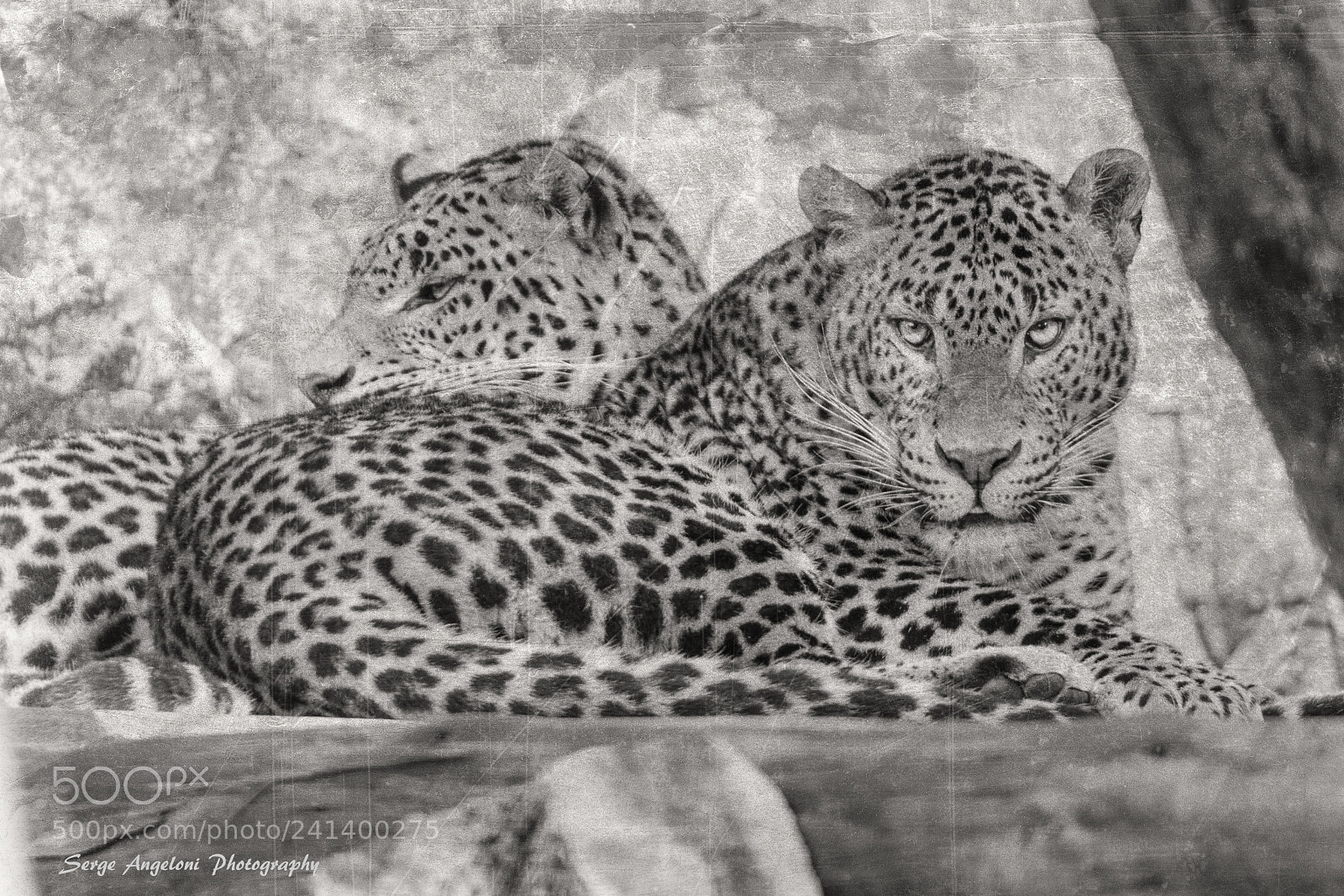 Canon EOS-1Ds Mark III sample photo. Couple of leopards photography