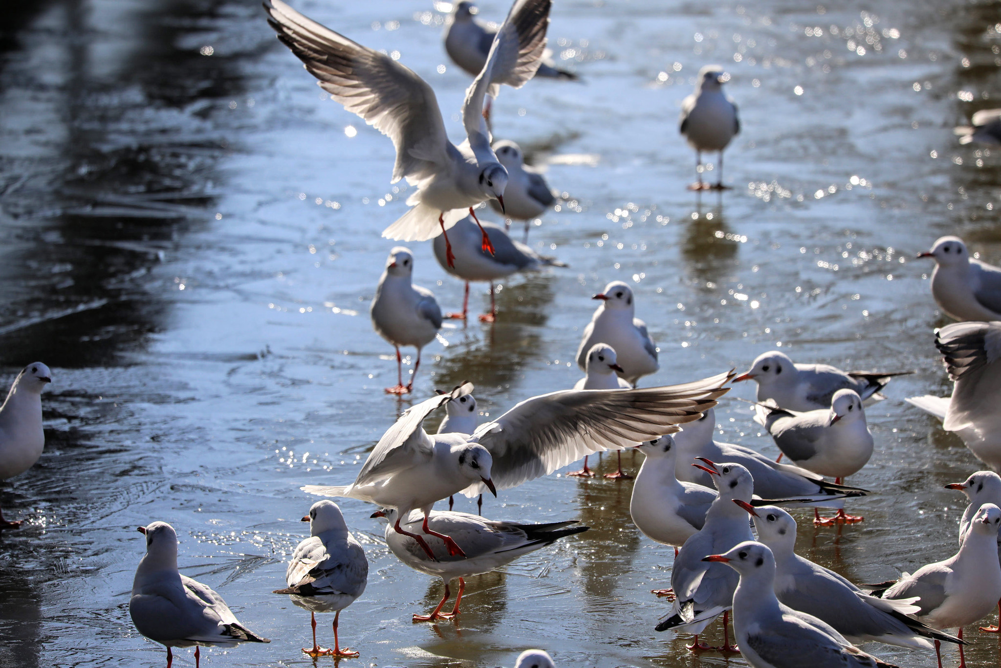 Canon EF 100-400mm F4.5-5.6L IS USM sample photo. 見上げる photography
