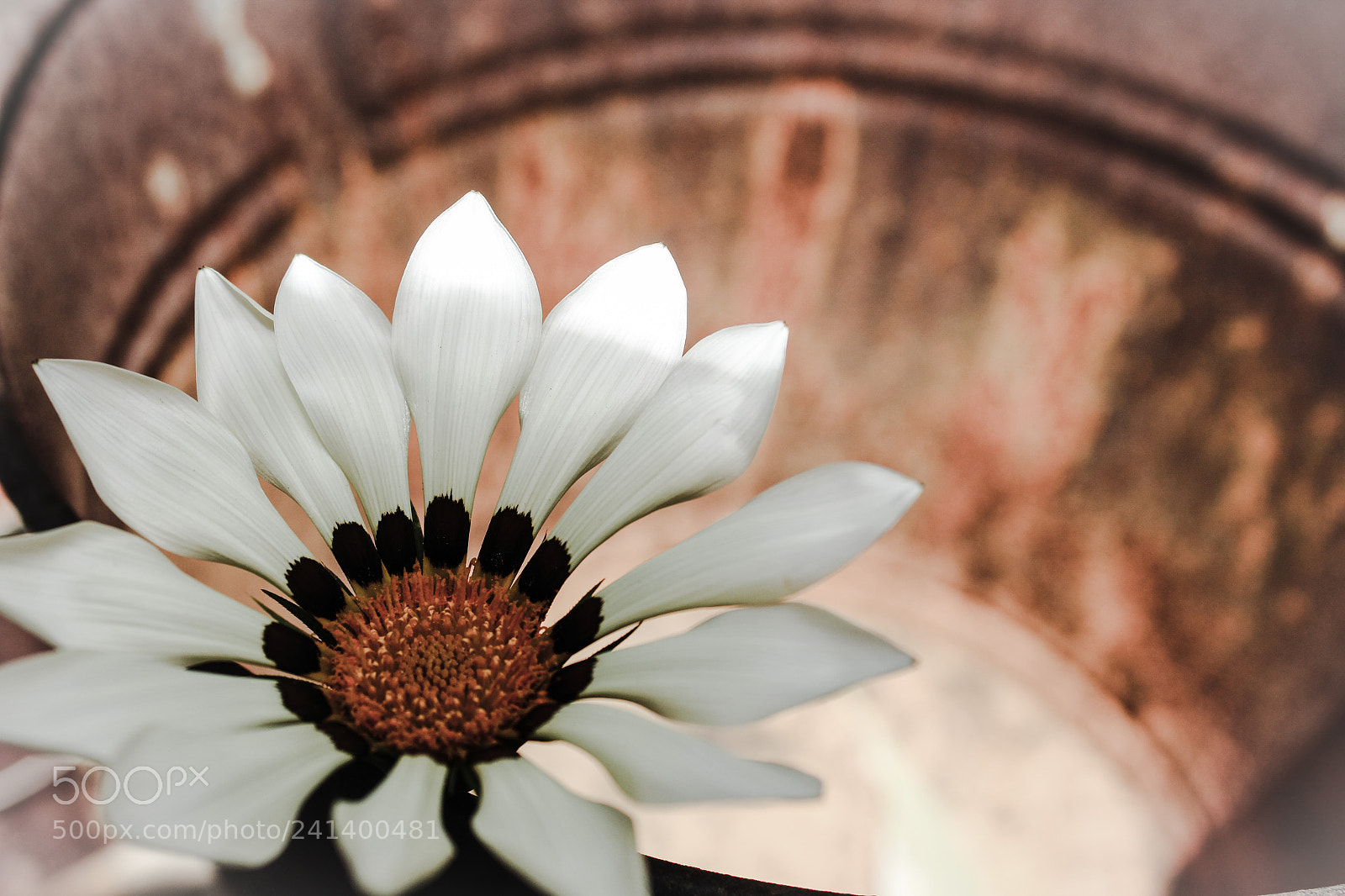 Canon EOS 1300D (EOS Rebel T6 / EOS Kiss X80) sample photo. Floating gazania balanced perfectly :) photography
