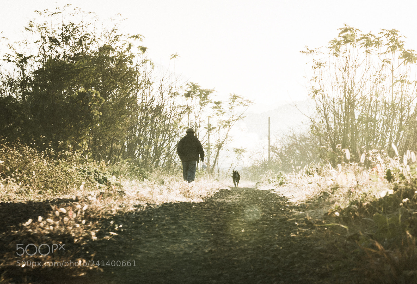 Sony a7 II sample photo. Dog walking photography