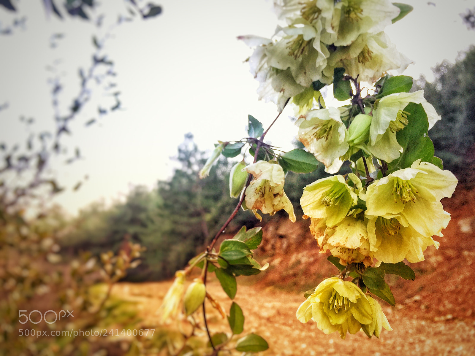 Apple iPhone 6 sample photo. Autumnleftbehind photography